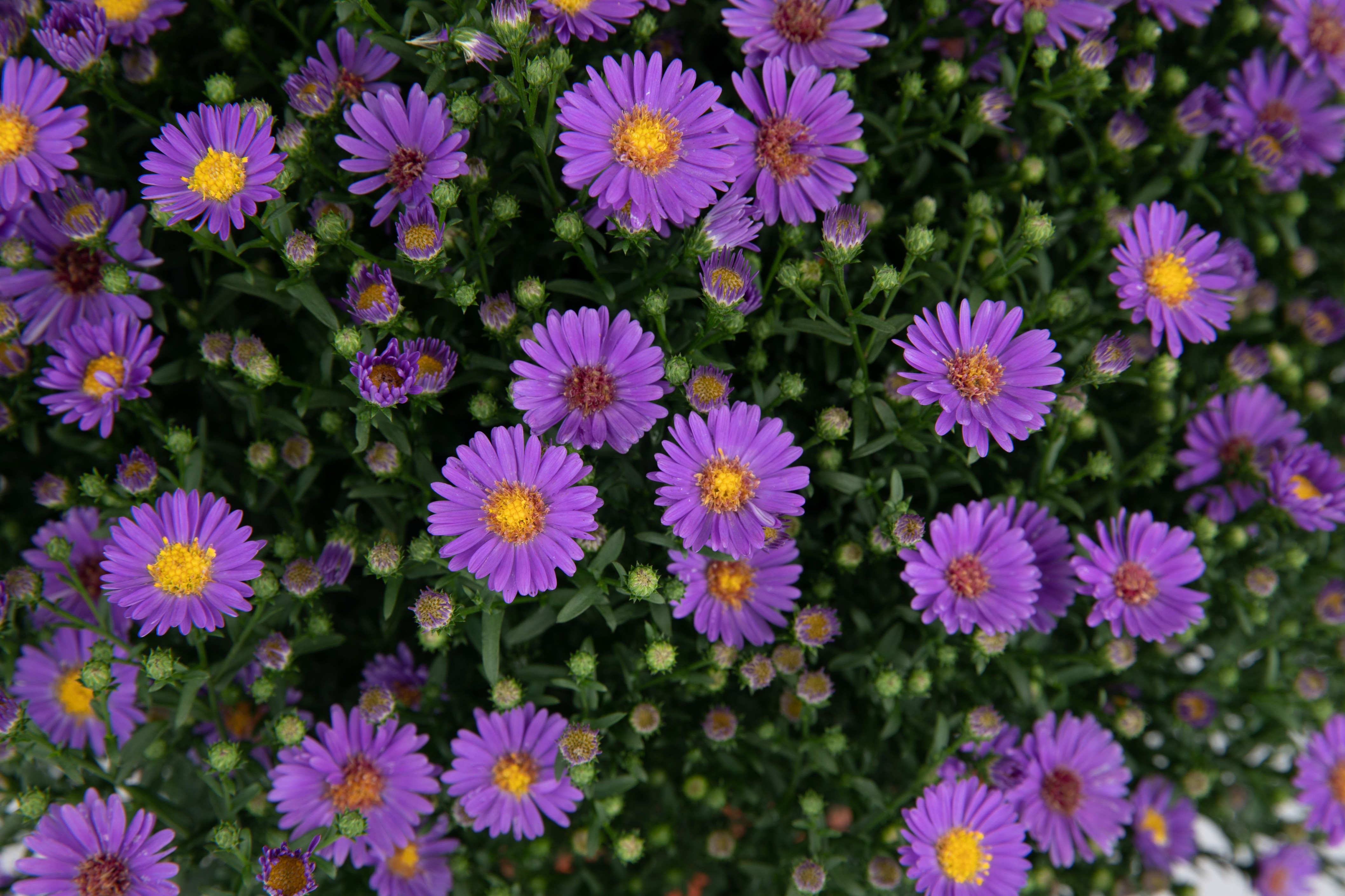 Aster nowobelgijski 'Believer Purple' Fioletowy Michałek Marcinek 1.0L