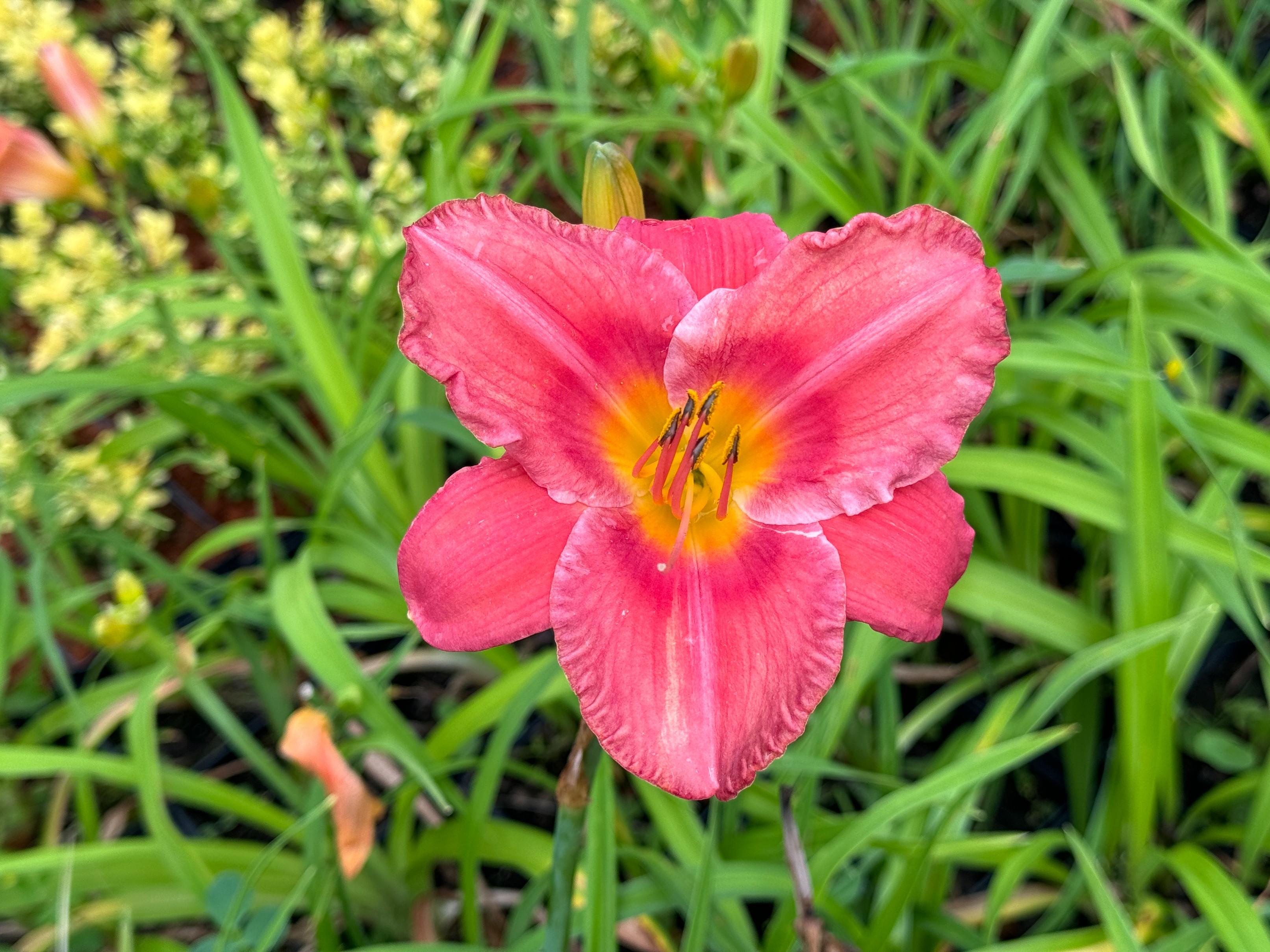 Liliowiec 'Chicago Firecracker' Czerwony (Hemerocallis) Doniczka 2.0L