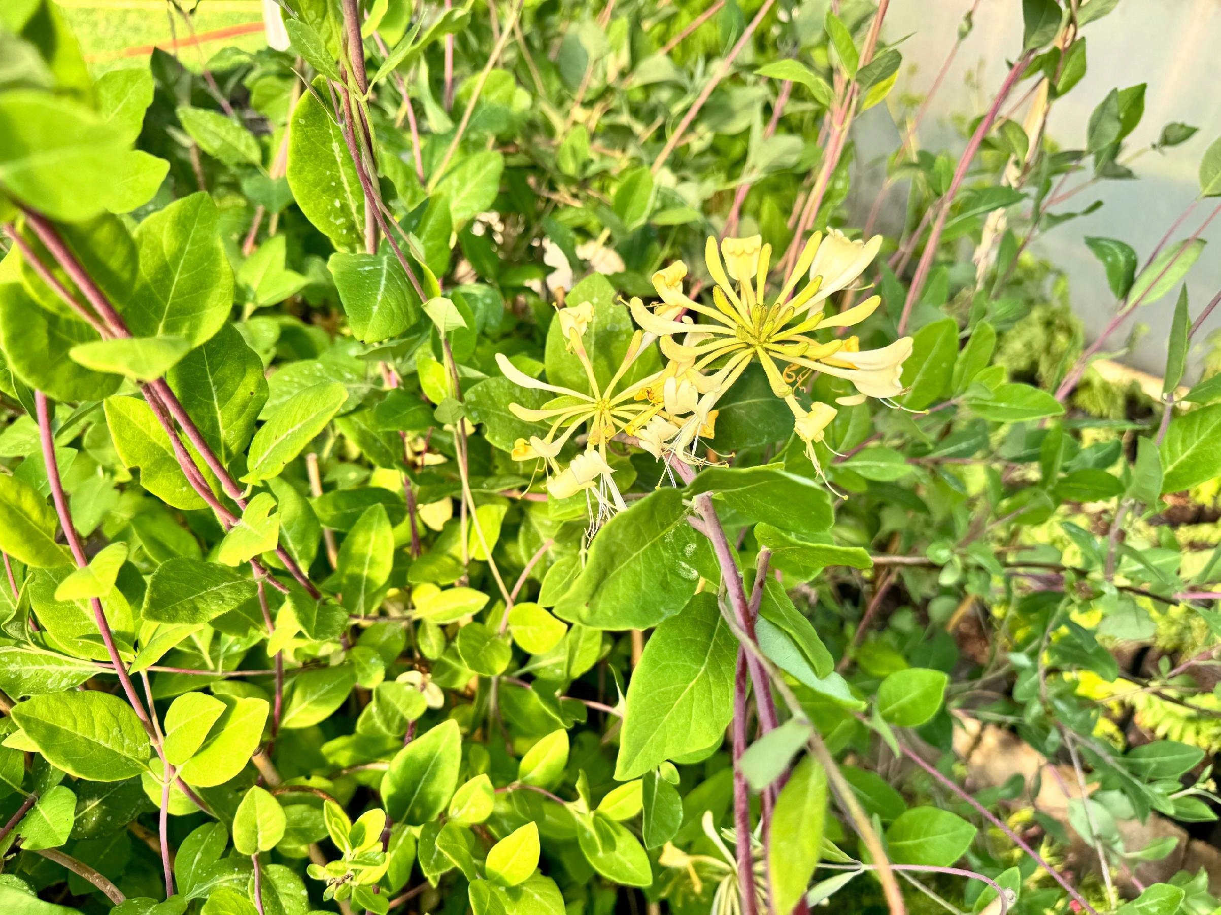 Wiciokrzew pomorski 'Graham Thomas' Pięknie pachnie, Doniczka 2.0L