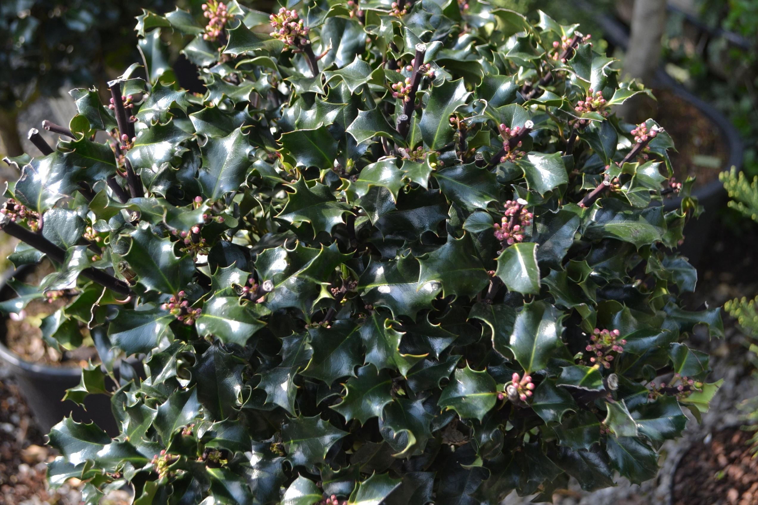 Ostrokrzew Meservy 'Blue Prince' (Ilex ×meserveae) Doniczka 2.0L