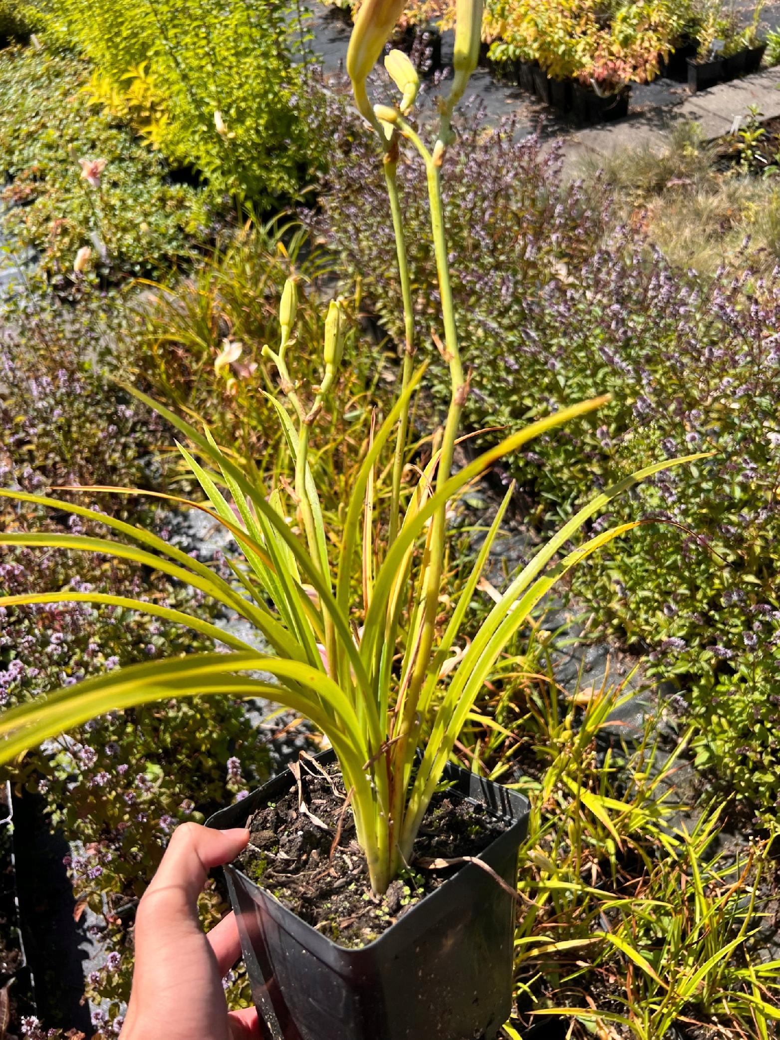 Liliowiec 'Hall's Pink' (Hemerocallis) P13