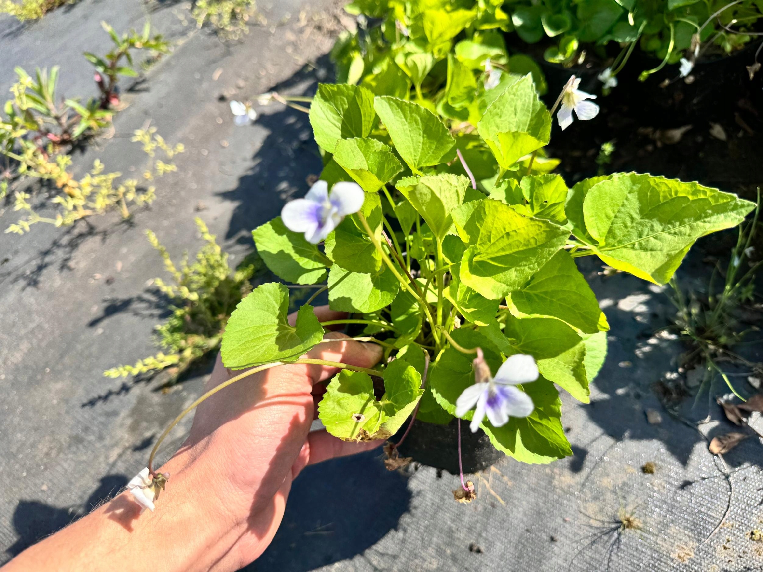 Fiołek Motylkowy 'Priceana' (Viola sororia) Doniczka 1.0L