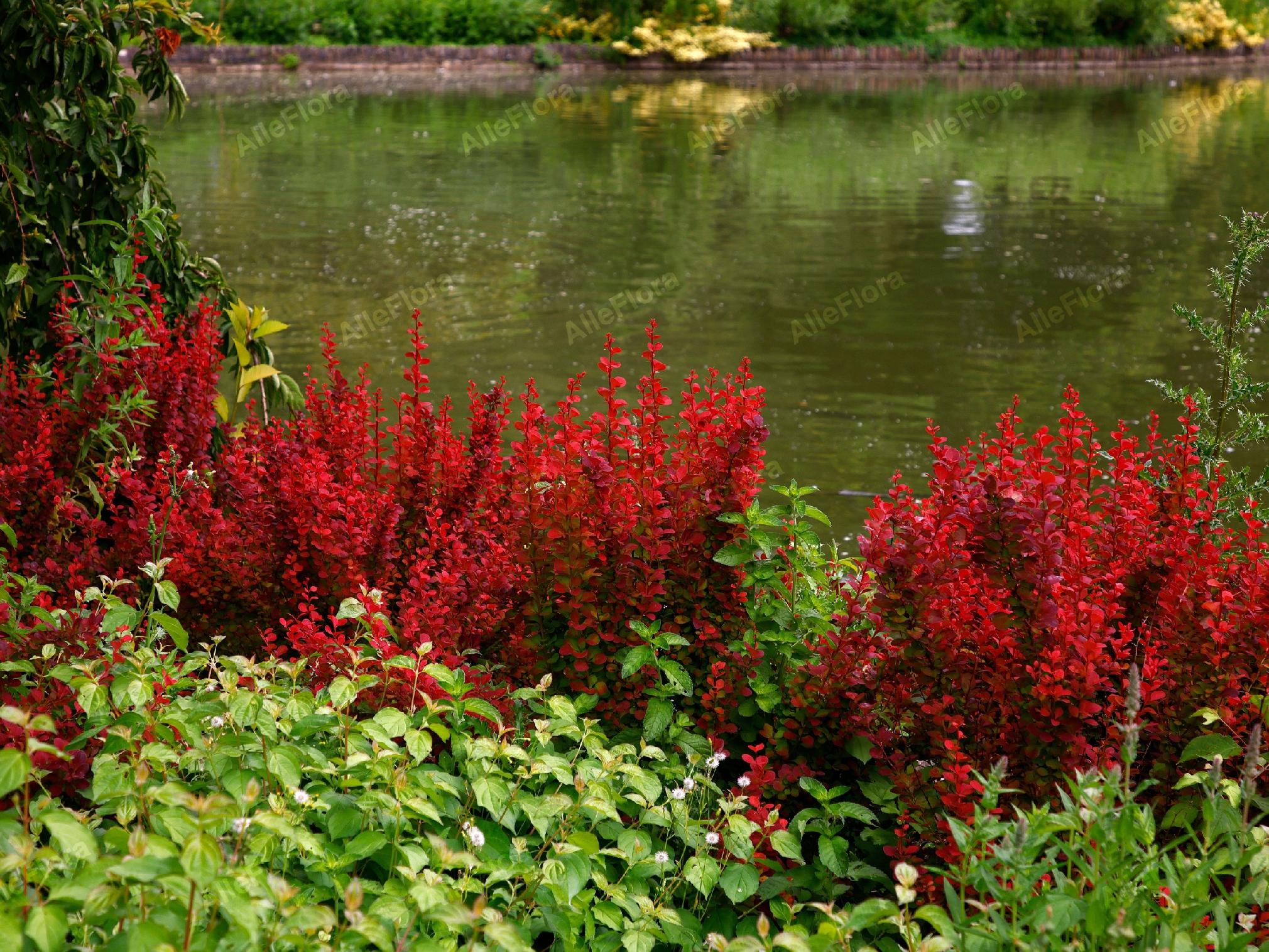 Berberys Thunberga 'Orange Pillar' (Berberis thunbergii) Poj. 1.0L