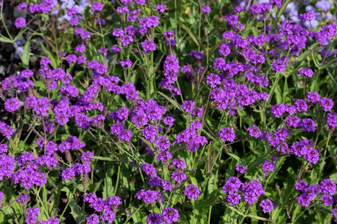 Werbena żyłkowana 'Dazzling Night' Motyli Krzew (Verbena rigida)  2.0L