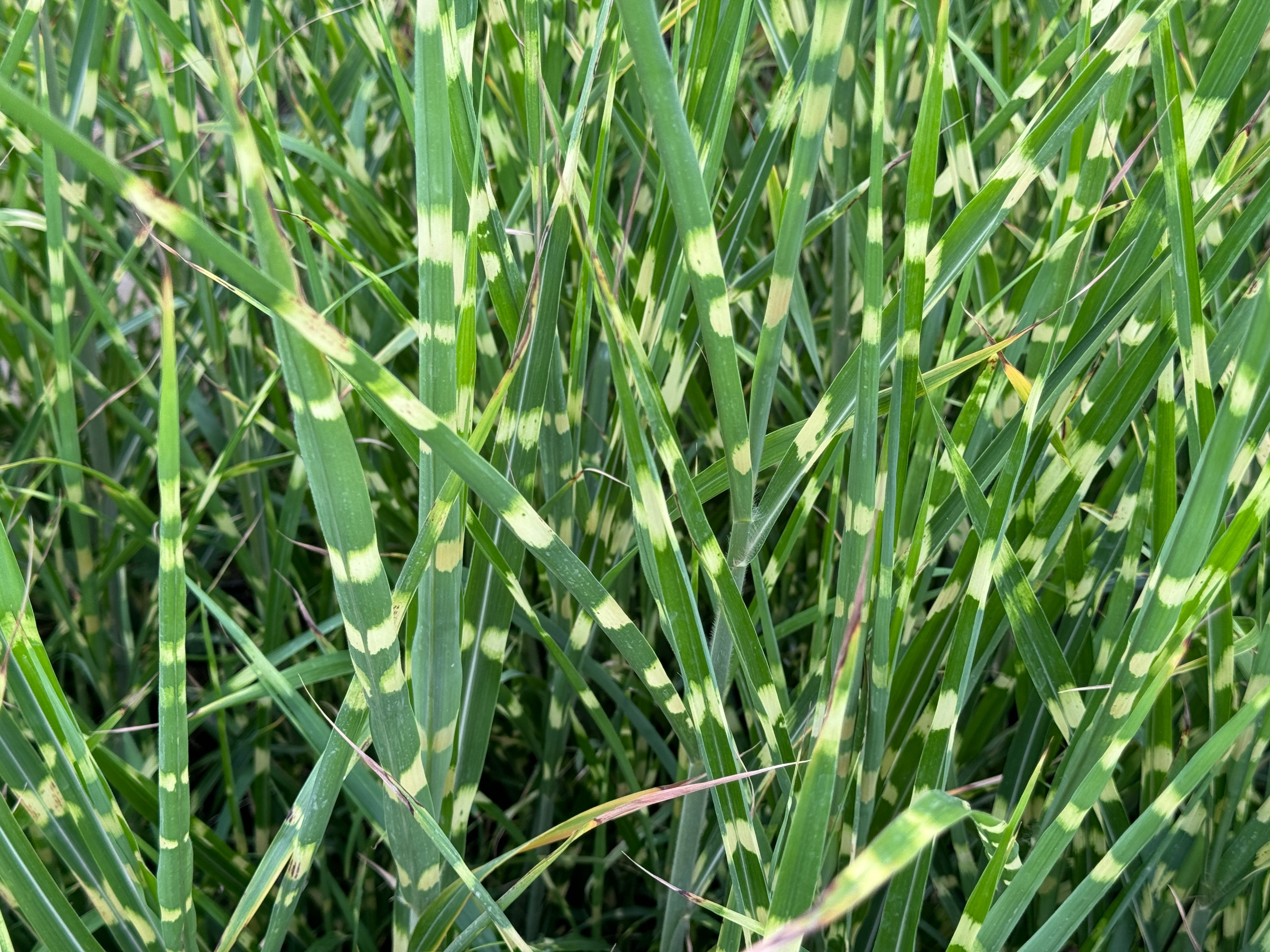 Miskant chiński 'Apache' Niski Pstry (Miscanthus sinensis) Doniczka 2.0L