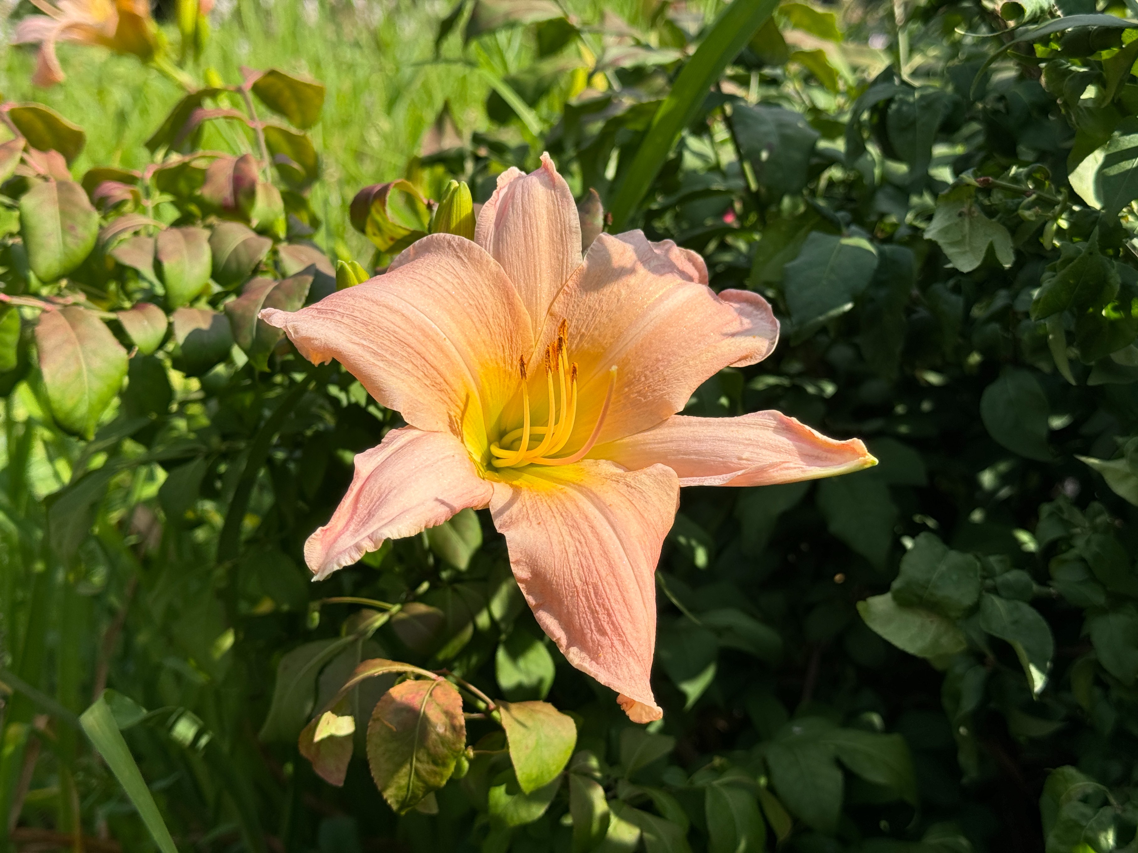 Liliowiec 'Winsome Lady' Jasnoróżowy Delikatny (Hemerocallis) Doniczka 2.0L