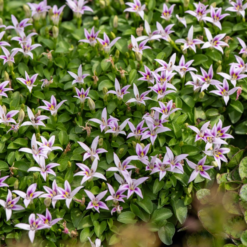 Hypsela nerkowata Zielony Dywan (Hypsela reniformis) Doniczka 1.0L