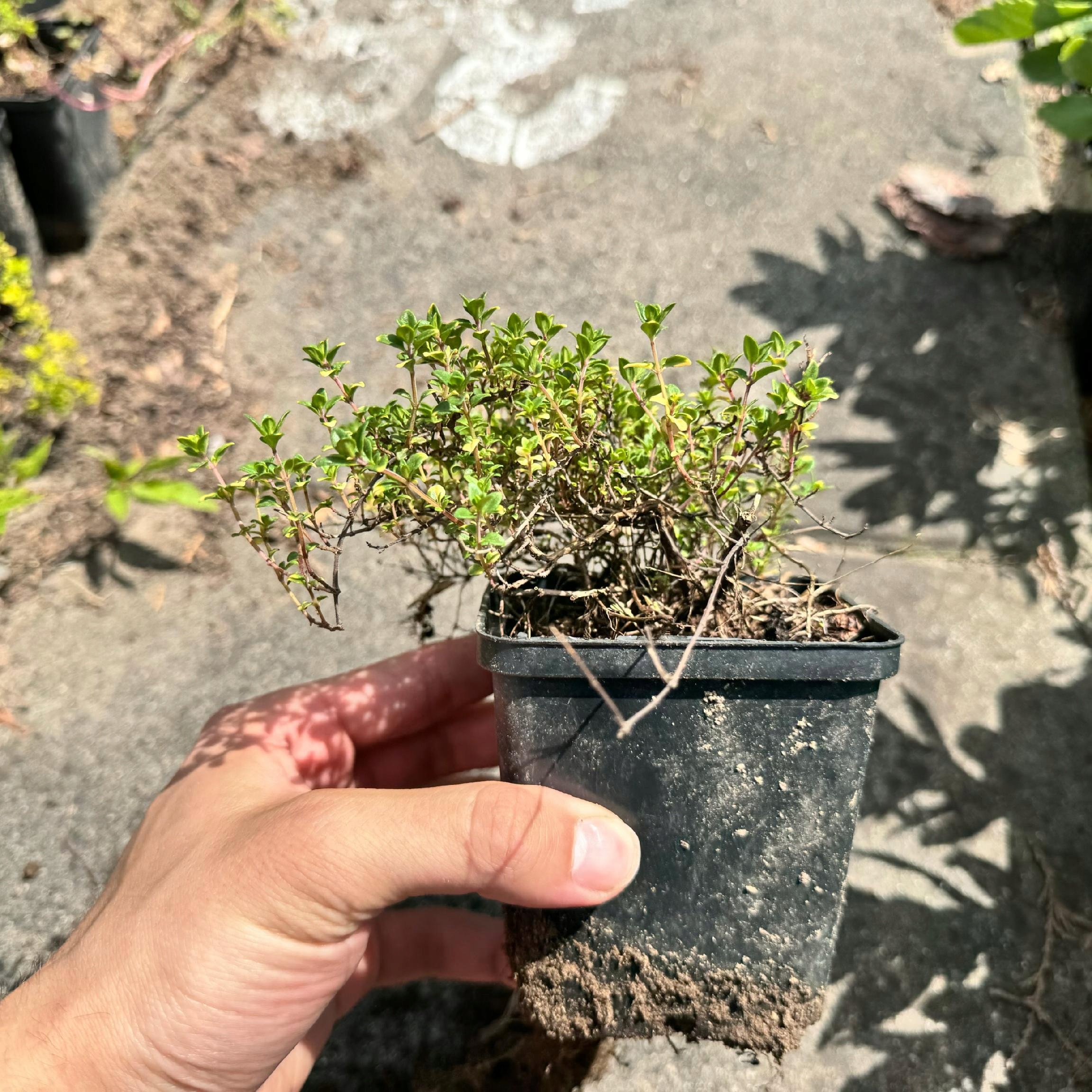 Macierzanka cytrynowa 'Doone Valley' (Thymus x citriodorus) P9
