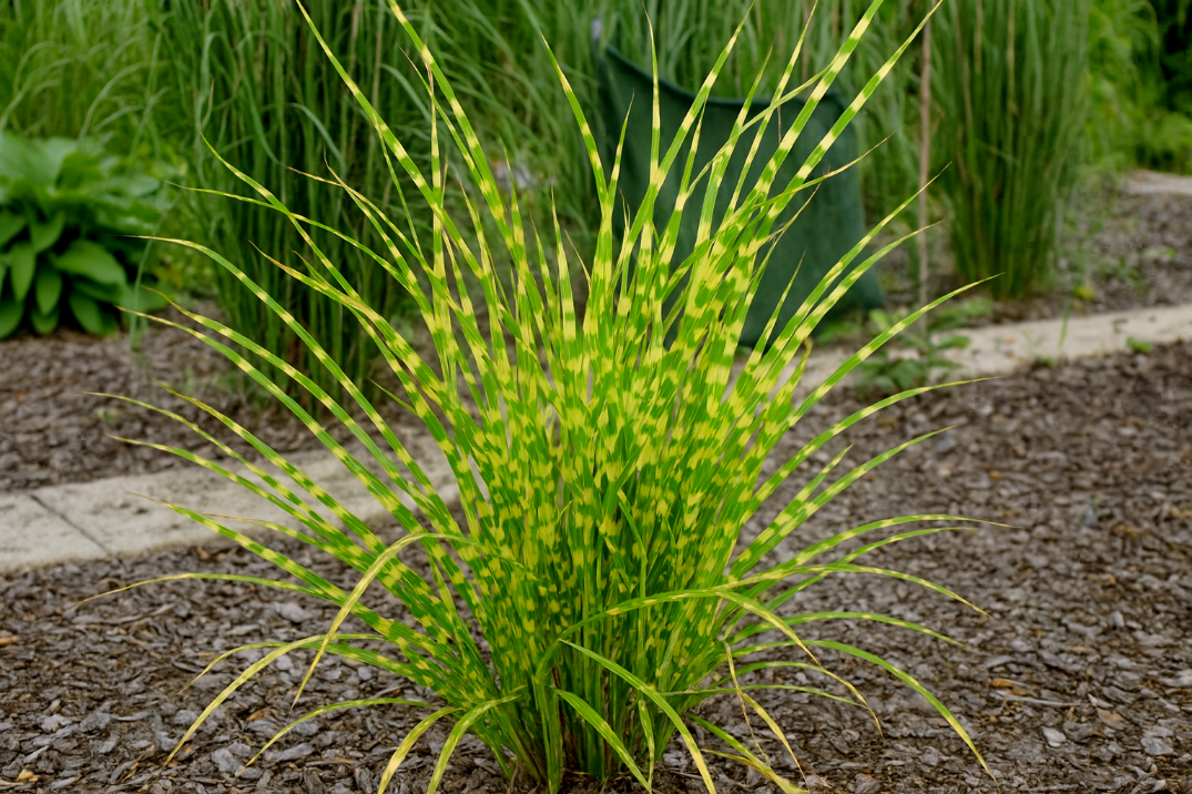 Miskant chiński 'Apache' Niski Pstry (Miscanthus sinensis) Doniczka 2.0L