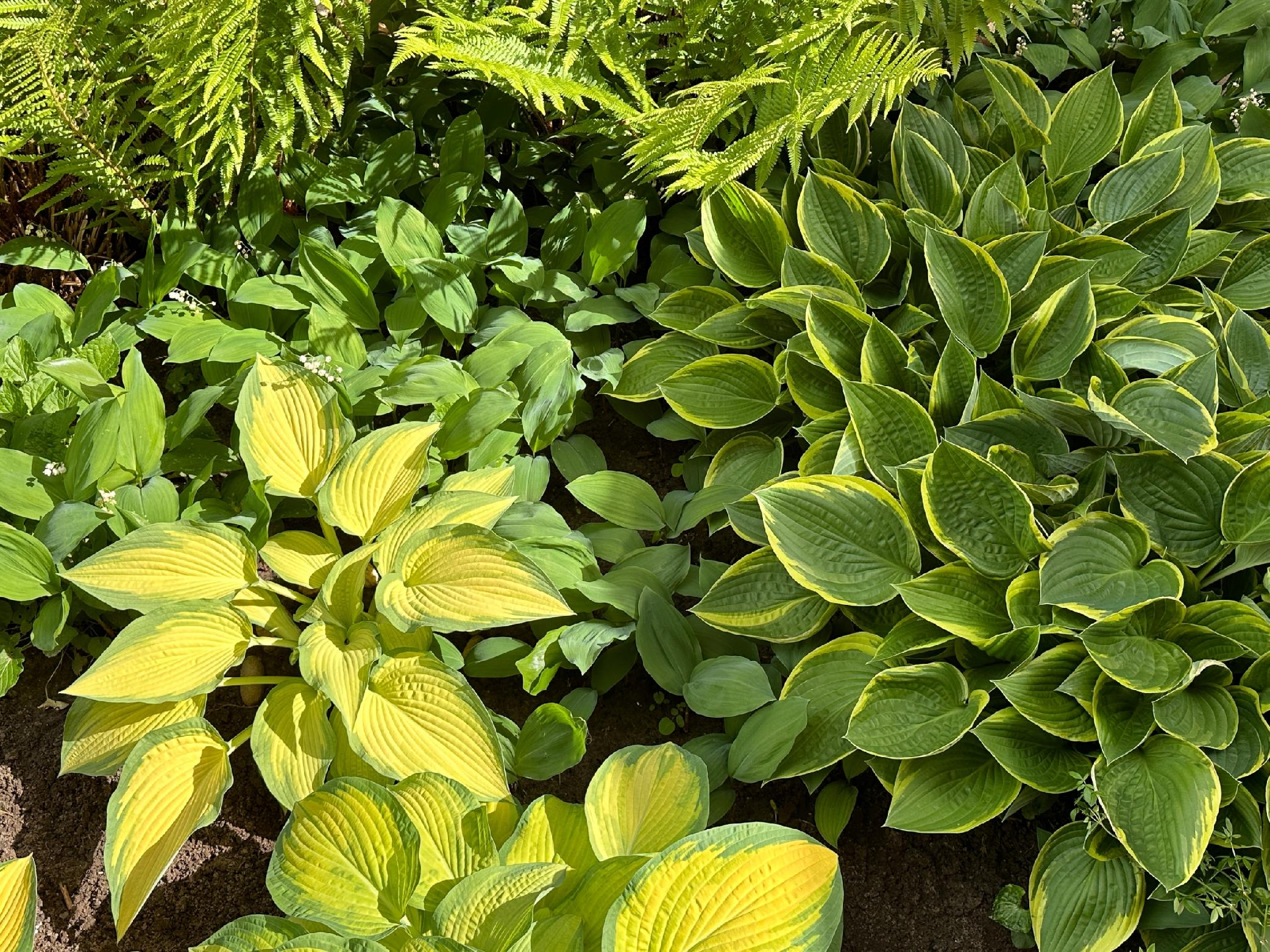 Funkia Hosta 'Golden Waffles' Doniczka 2.0L Żółte Złote liście