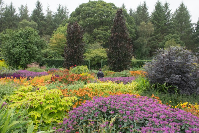 Pysznogłówka ogrodowa różowa 'Balmy Lilac' (Monarda didyma) Doniczka 1.0L