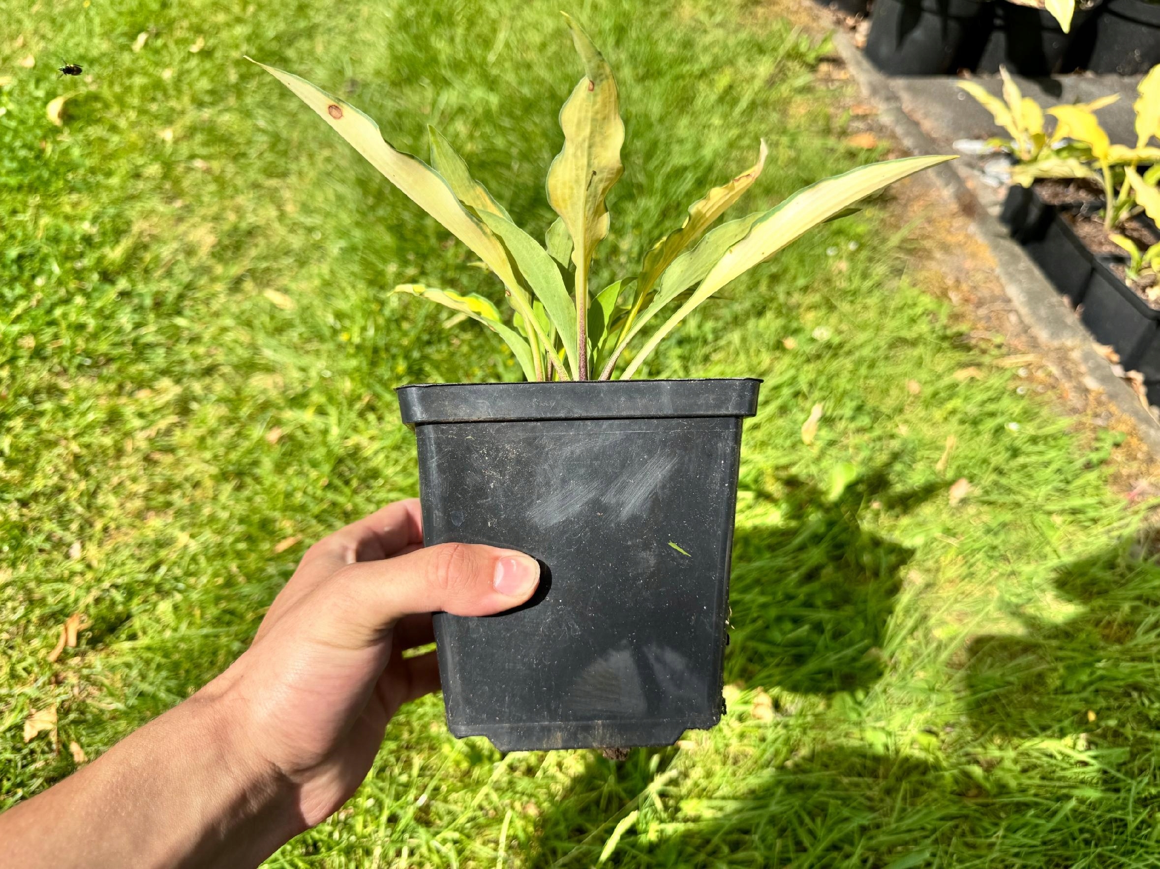 Funkia Hosta 'Pineapple Upsidedown Cake' W DONICZCE 2.0L, Żółta Dekoracyjna