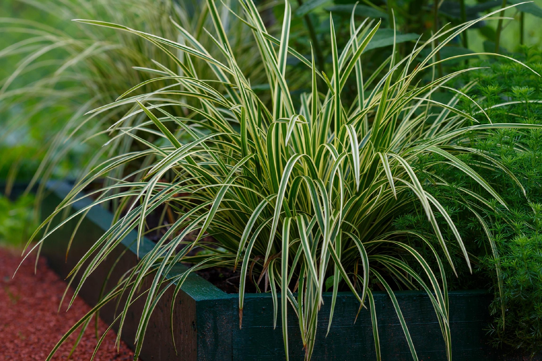 Turzyca Morrowa 'Ice Dance' (Carex morrowii) Doniczka 2.0L