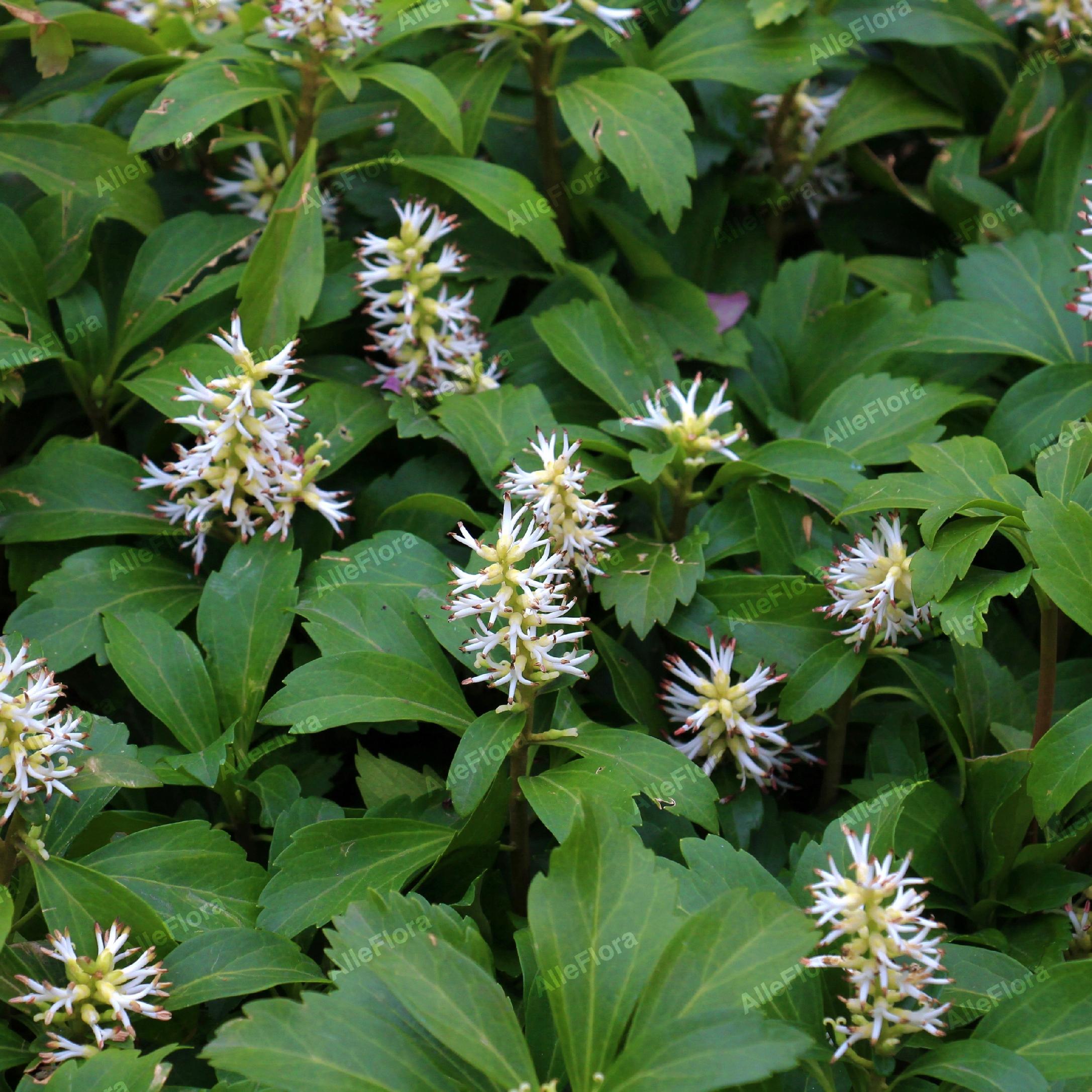 Runianka japońska 'Green Carpet' (Pachysandra terminalis) Doniczka 1.0L