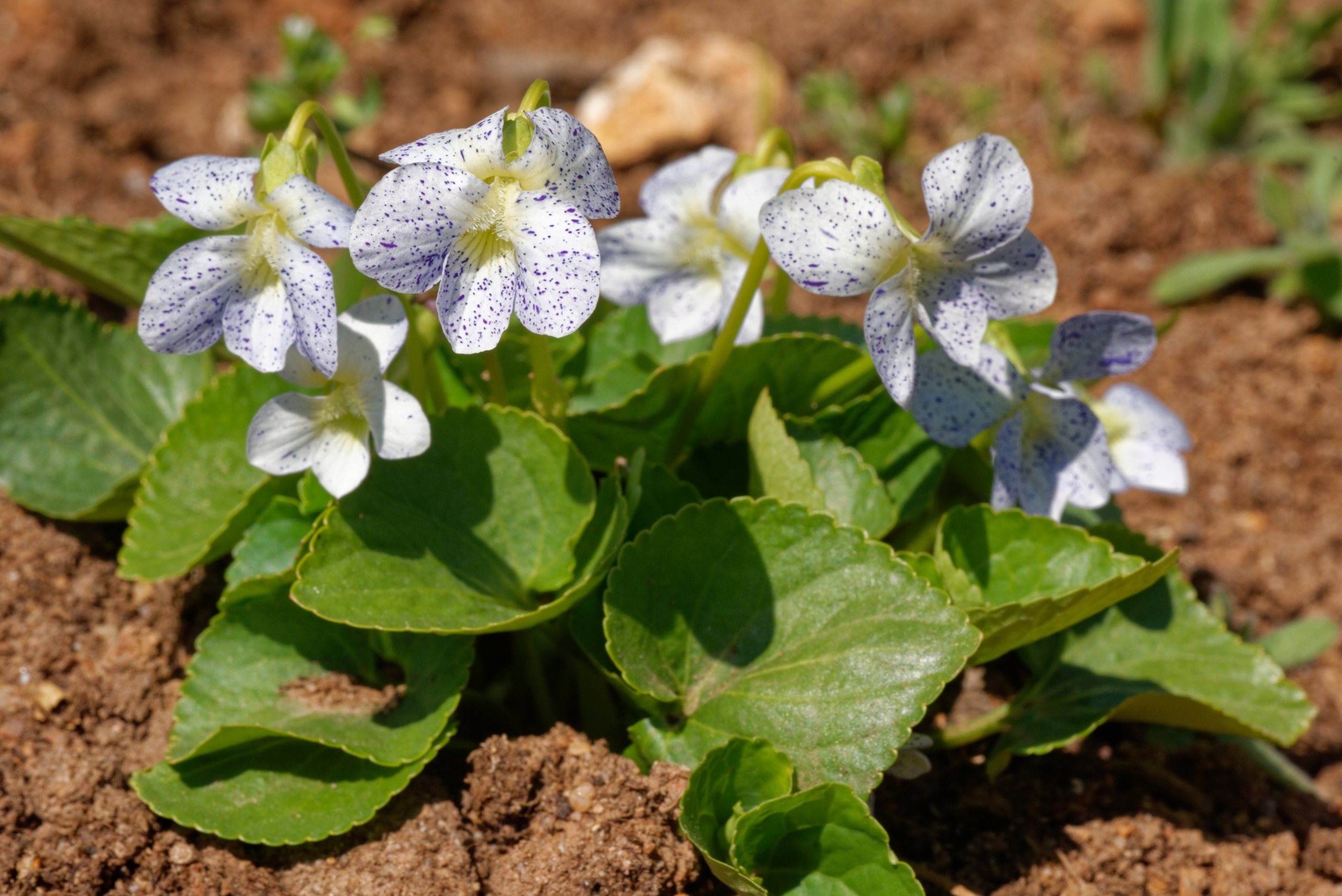 Fiołek motylkowaty 'Freckles' (Viola sororia) Doniczka 1.0L