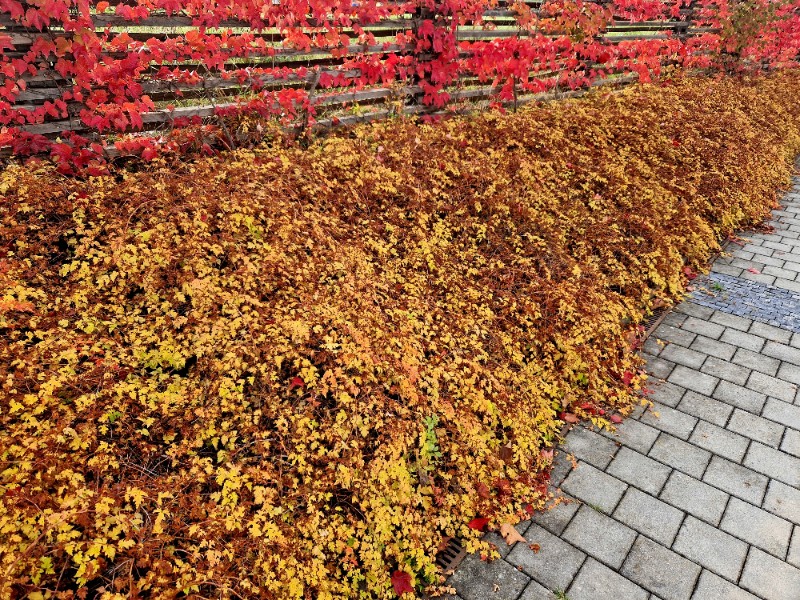 Tawulec pogięty 'Crispa' Zielony Dywan Zadarnia (Stephanandra incisa) 2.0L