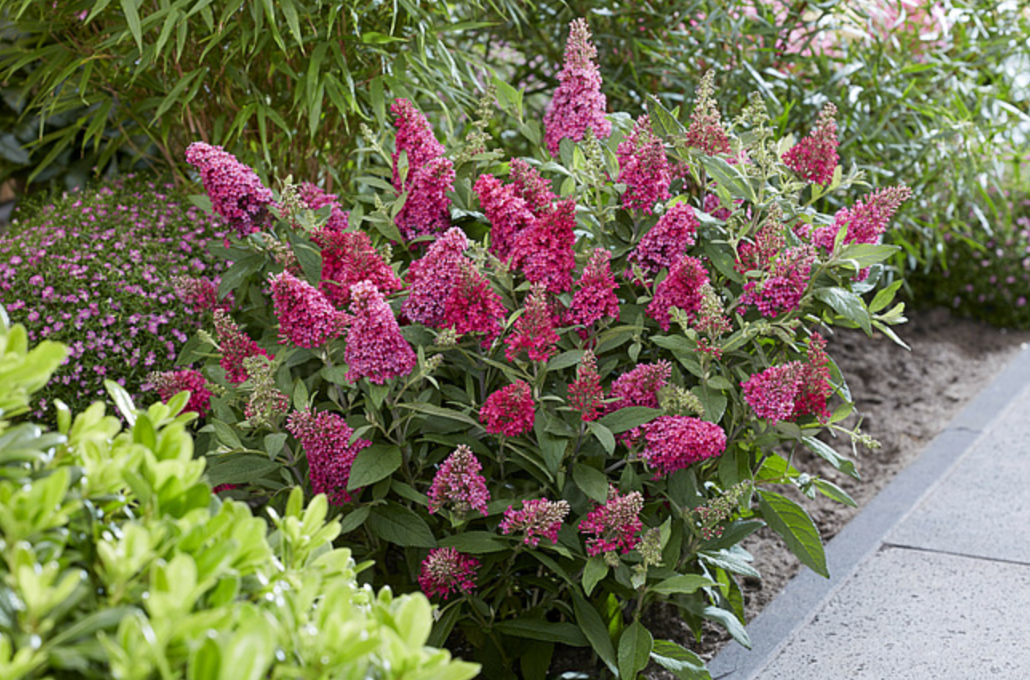 Budleja Dawida 'Butterfly Candy Little Ruby' Karłowata Mała (Buddleja)