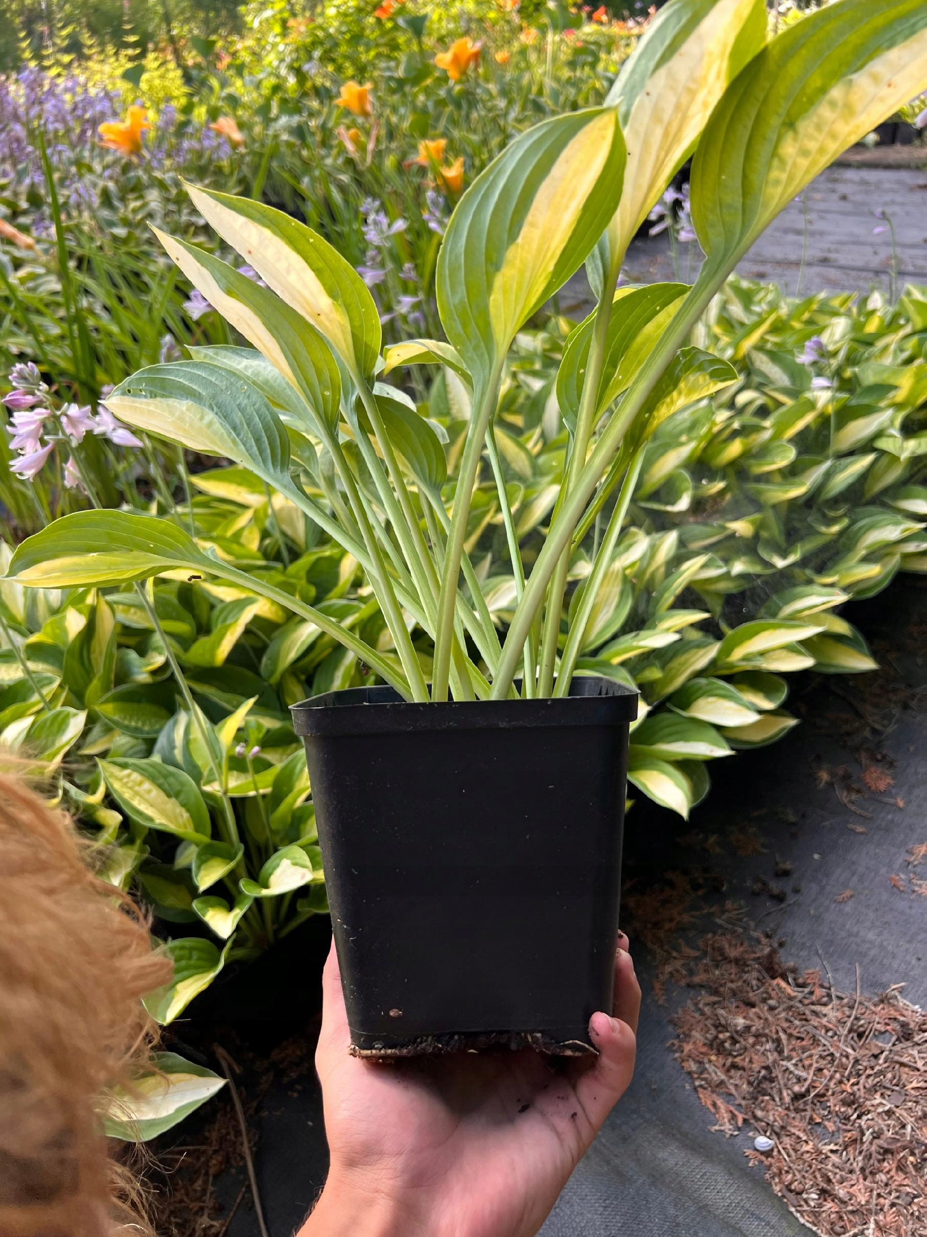 Funkia 'Striptease' (Hosta) P13