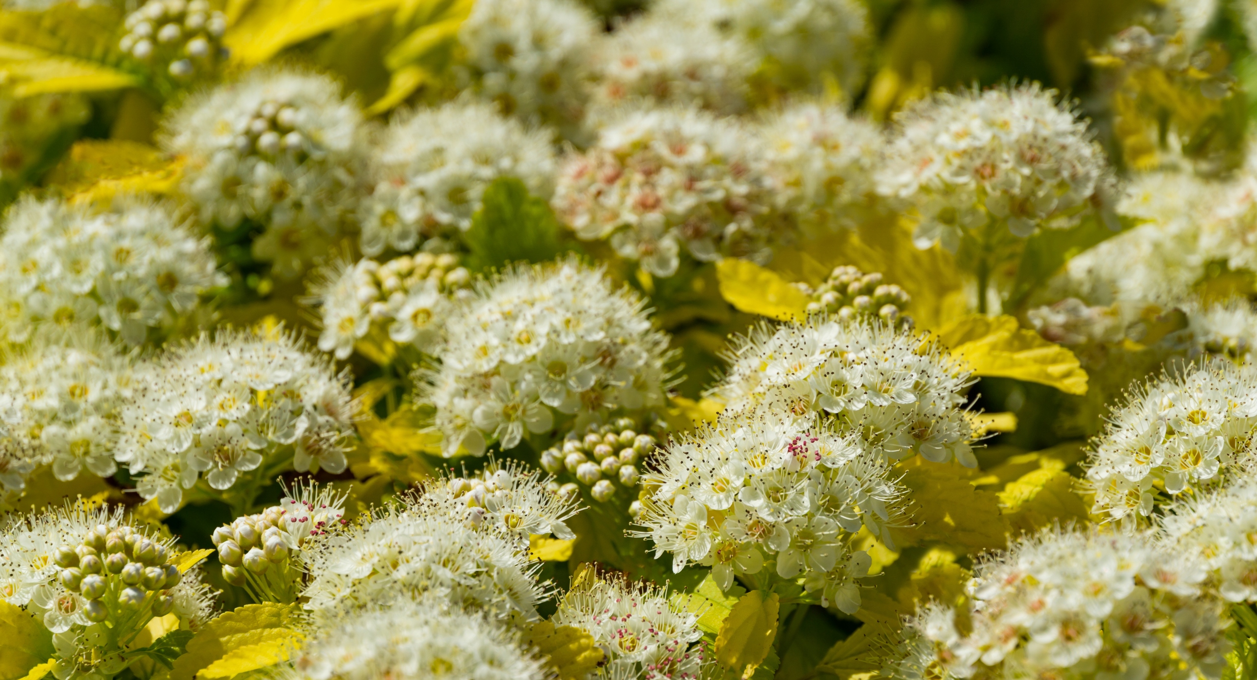 Pęcherznica kalinolistna 'Nugget' (Physocarpus opulifolius) Doniczka 2.0L