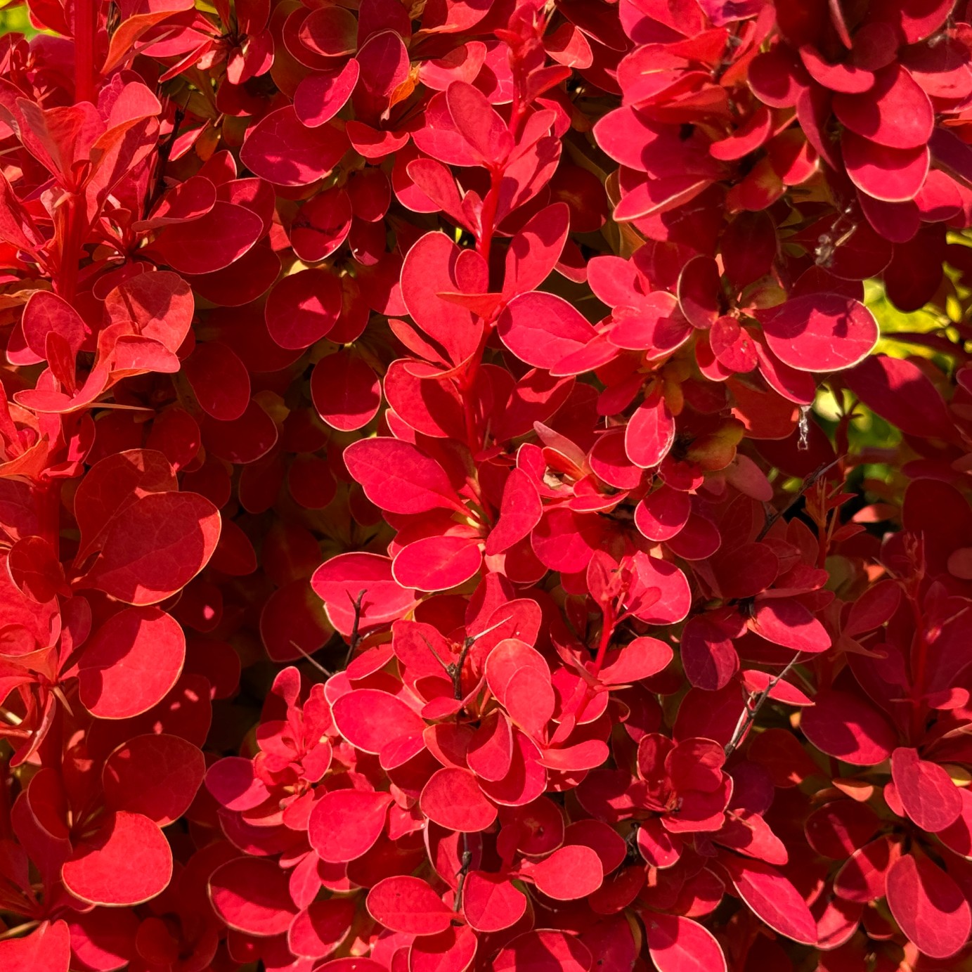 Berberys Thunberga 'Orange Ice' Pomarańczowy(Berberis thunbergii) 2.0L