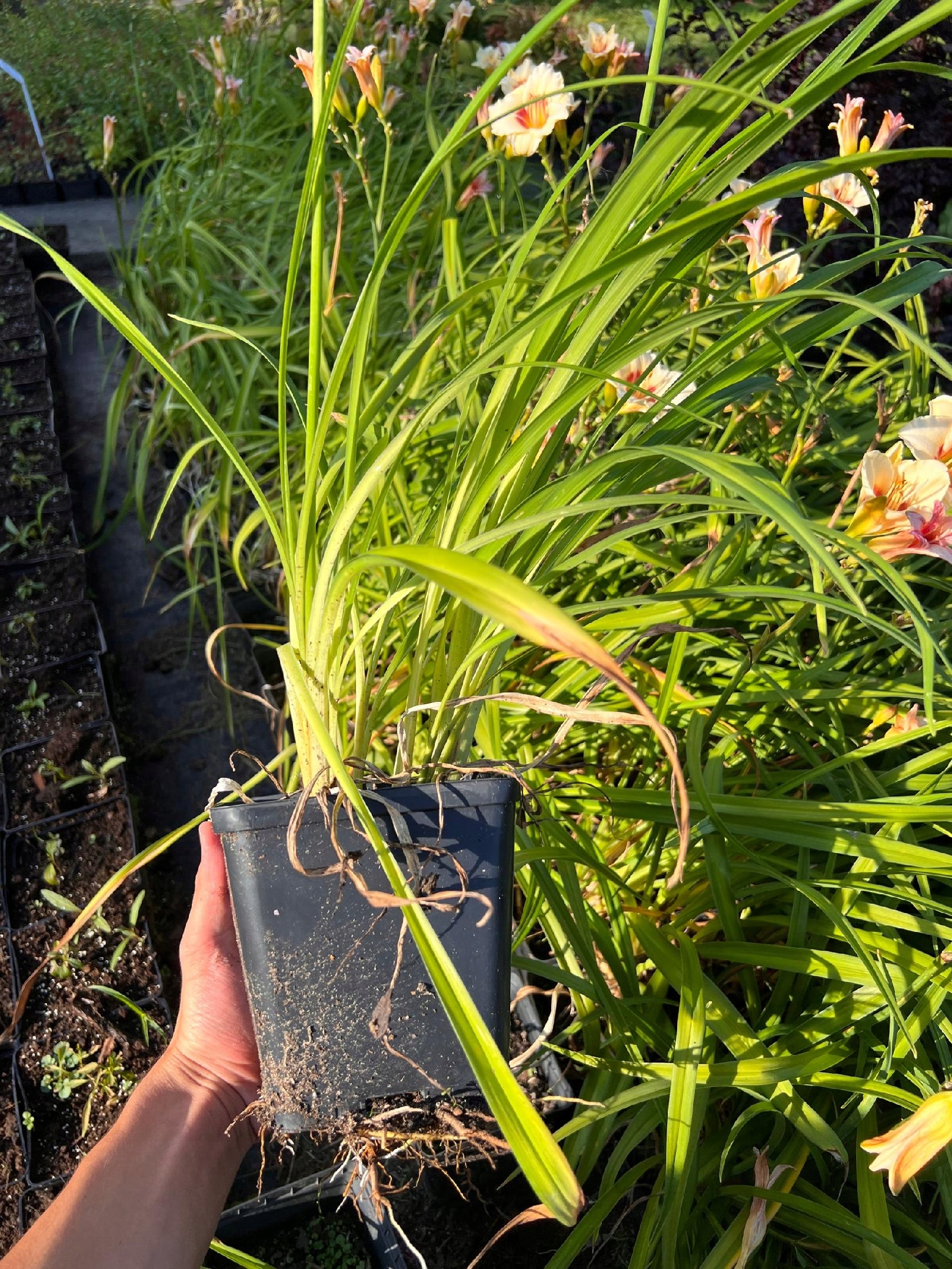 Liliowiec 'Pandora's Box' (Hemerocallis) P13
