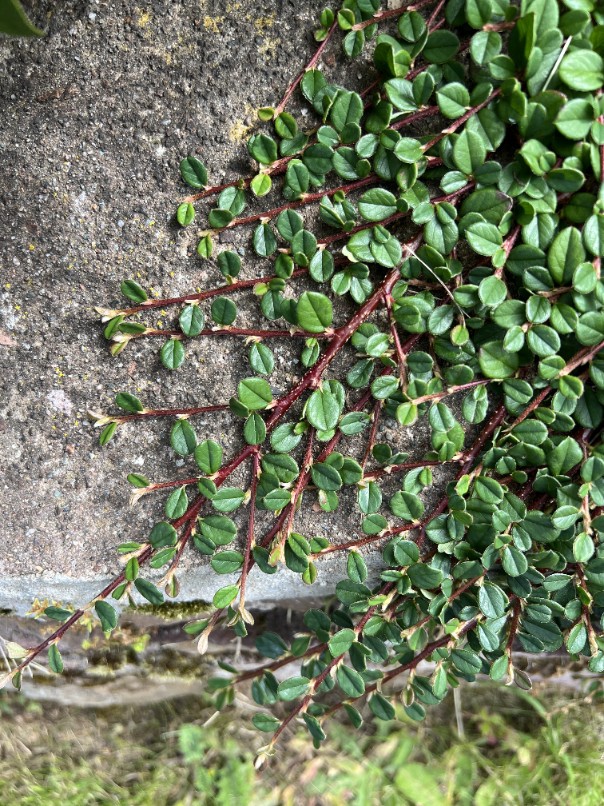 Irga płożąca 'Queen of Carpet' (Cotoneaster procumbens) Doniczka 1.0L