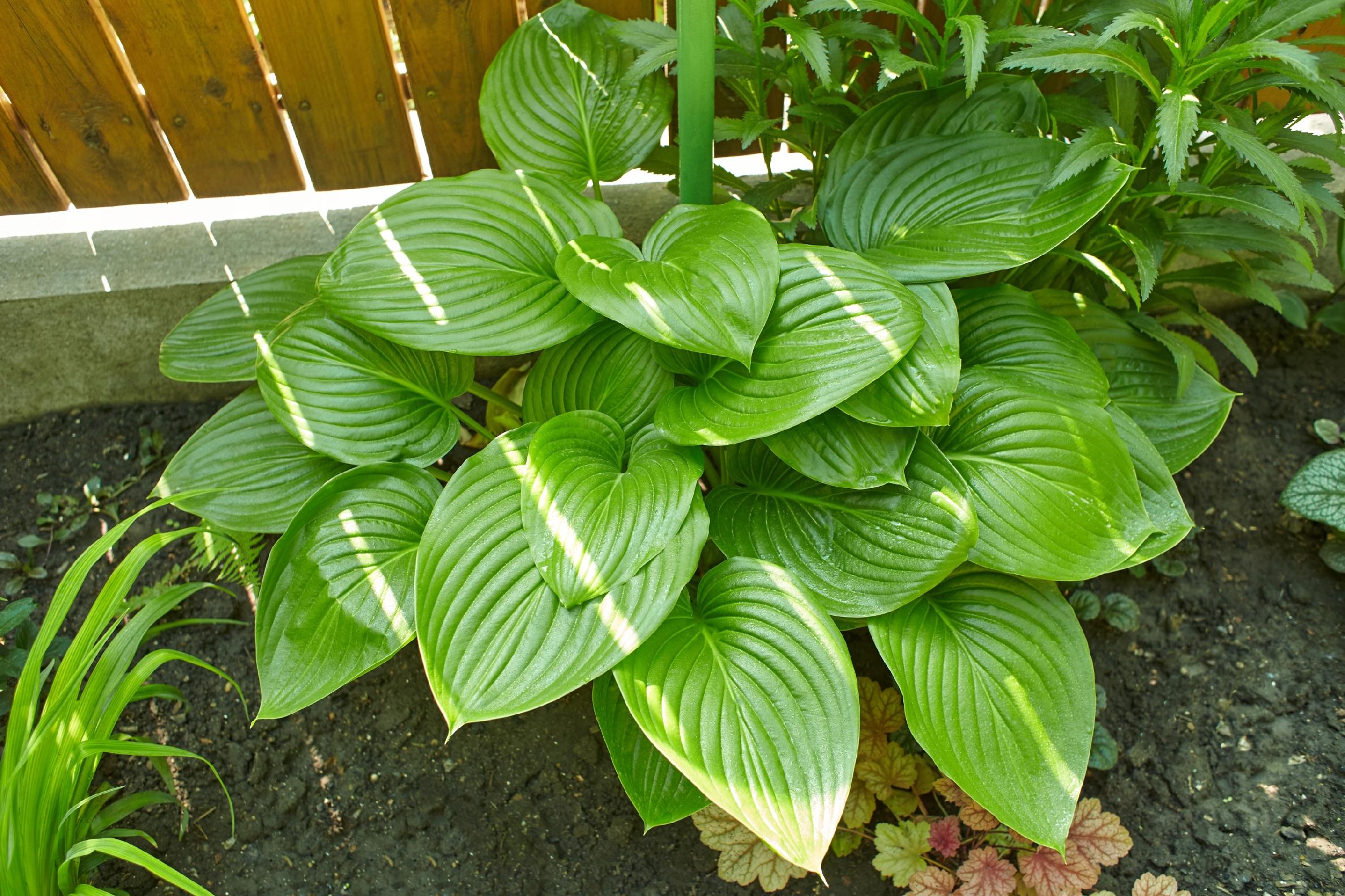 Funkia Hosta 'August Moon' W DONICZCE 2.5L, OGROMNE ŻÓŁTE LIŚCIE