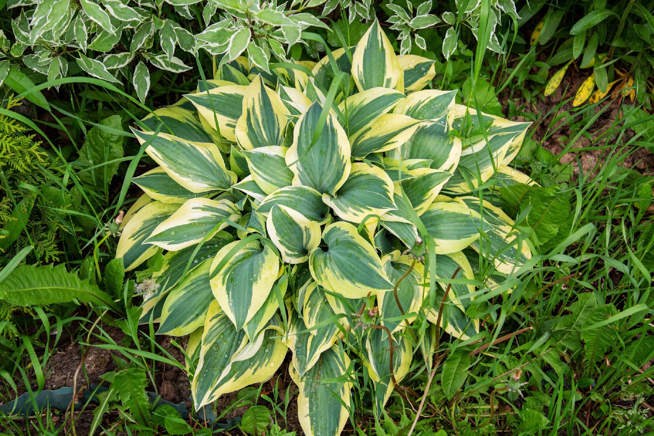 Funkia Hosta 'Pilgrim' Doniczka 2.0L Żółte brzegi