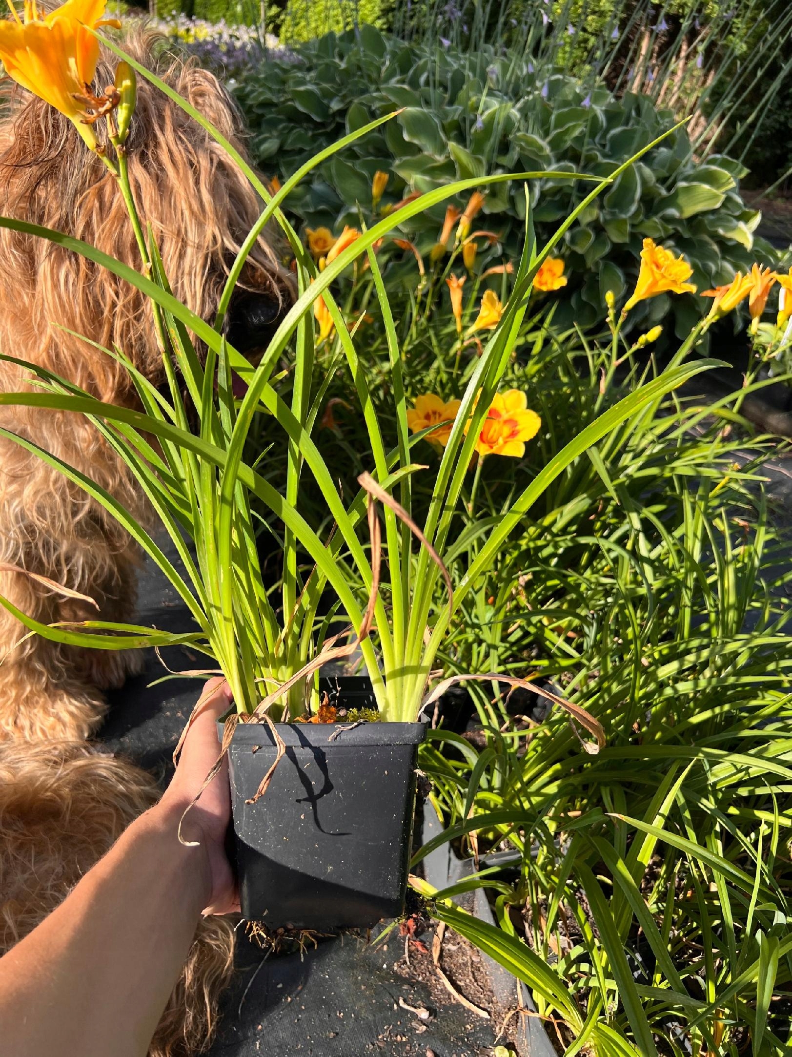 Liliowiec 'Fooled Me' (Hemerocallis) P13