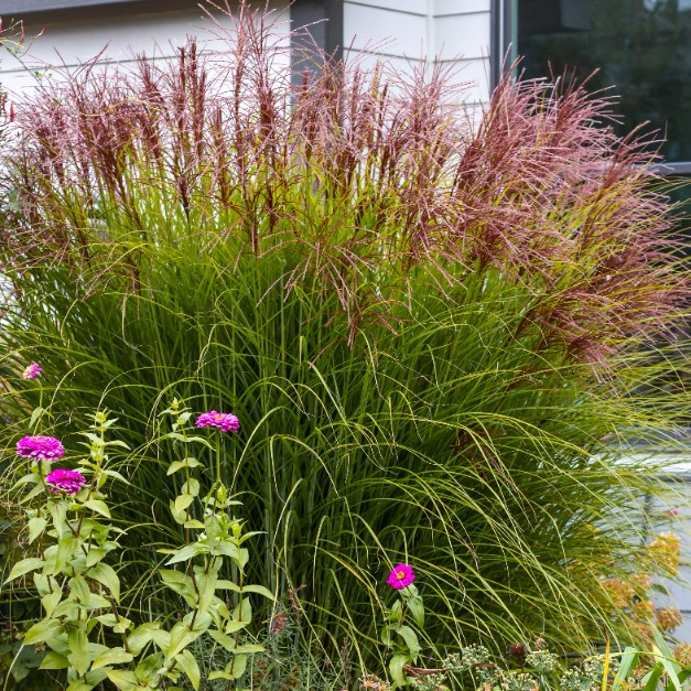 Miskant chiński 'Huron Sunrise' Miscanthus sinnesis