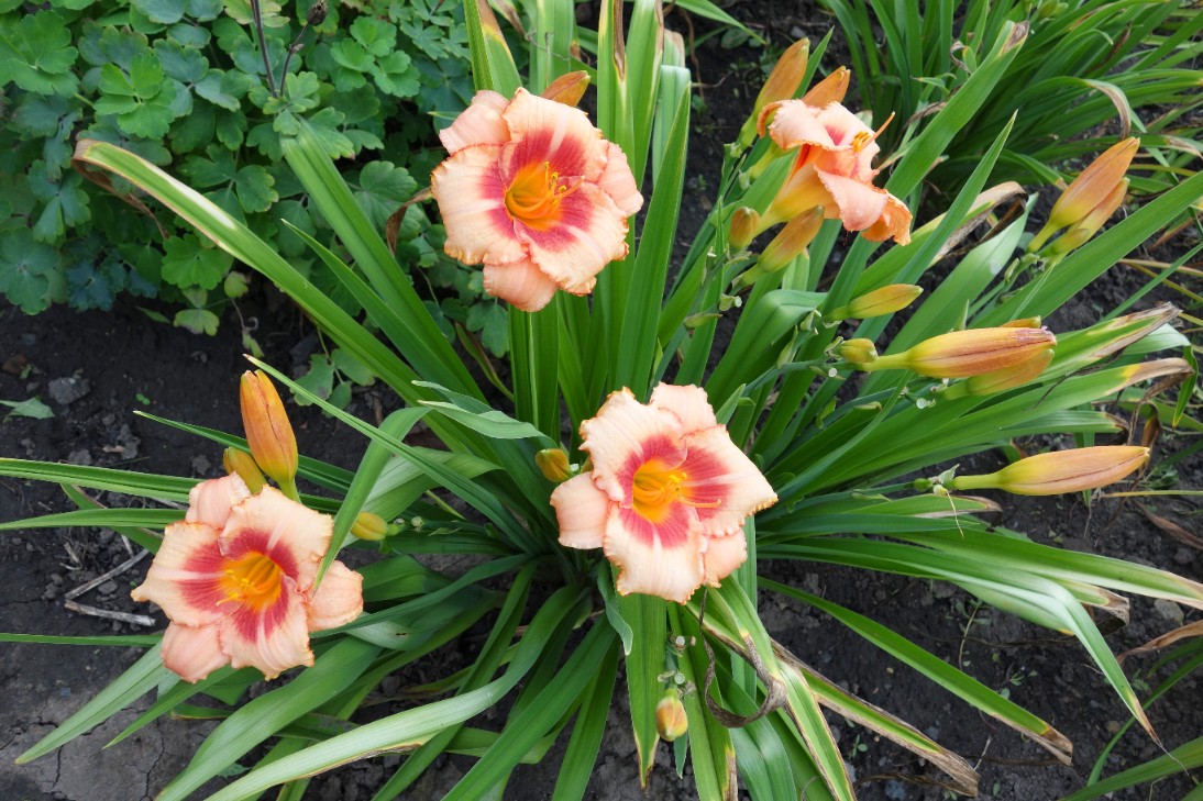 Liliowiec 'Strawberry Candy' Jasno-Różowy (Hemerocallis) Doniczka 2.0L