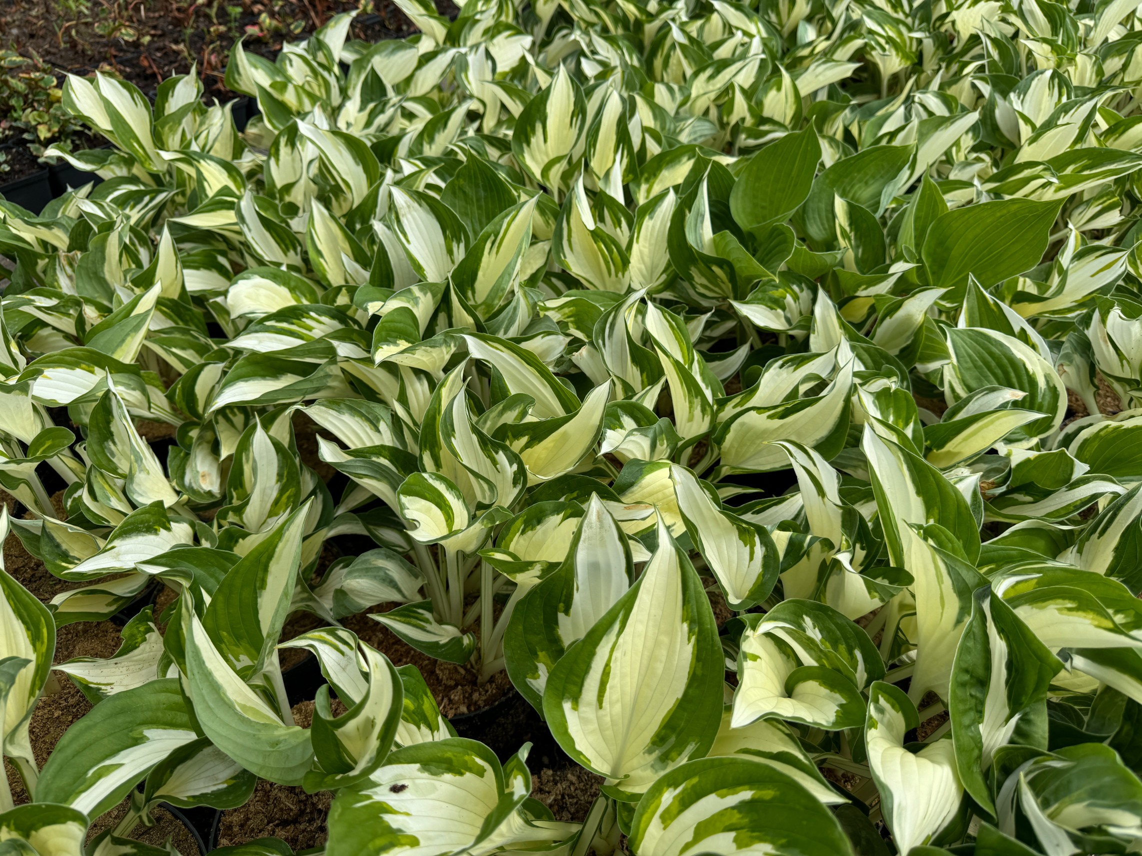 Funkia Hosta 'Fire and Ice'  Biało Zielone Liście Doniczka 2.0L