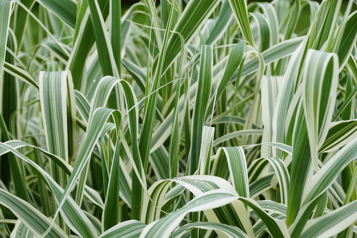Lasecznica trzcinowata 'Variegata' Wysoka Pstra Trawa Biała (Arundo donax)