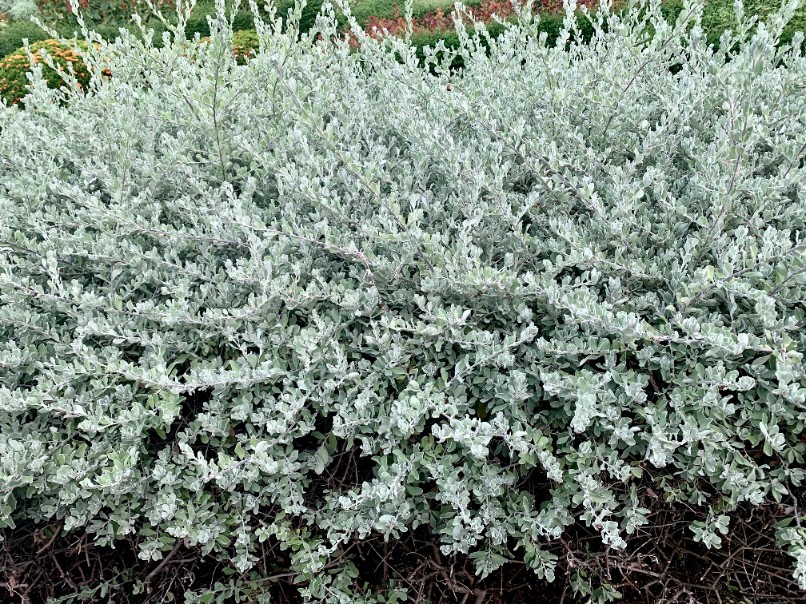 Wierzba płożąca Srebrna Srebrzysta Okrywowa  (Salix repens var. nitida)