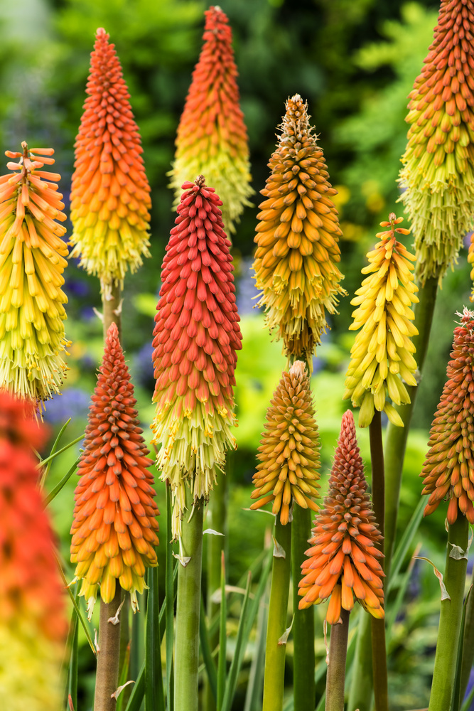 Trytoma groniasta 'Flamenco' Afrykańska Płonąca Pochodnia Kniphofia uvaria