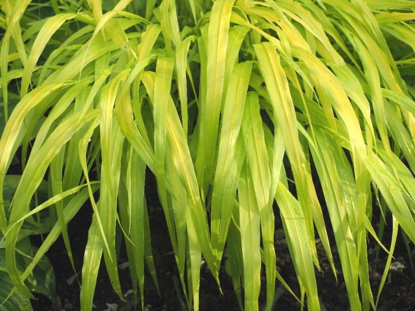 Hakonechloa smukła 'All Gold' (Hakonechloa macra) Doniczka 1.0L