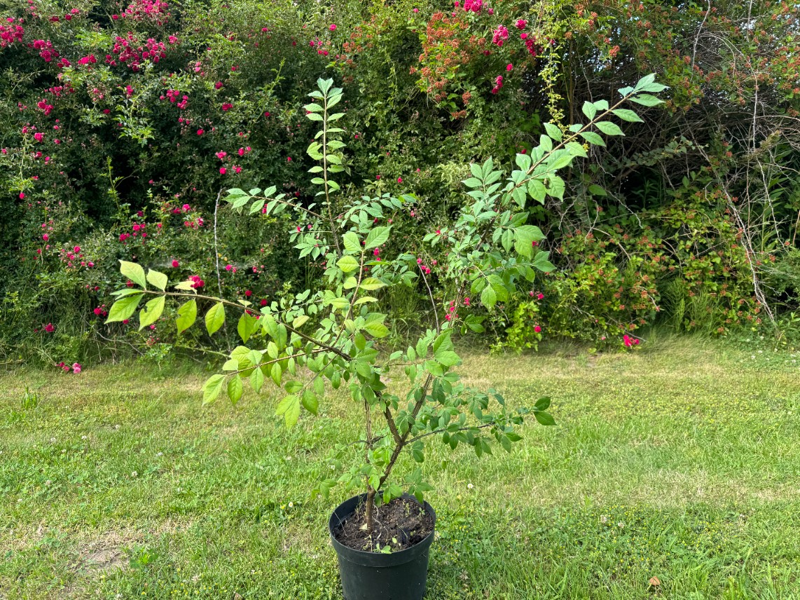 Trzmielina oskrzydlona Płonący Czerwony Gorejący Krzew (Euonymus alatus) 5L