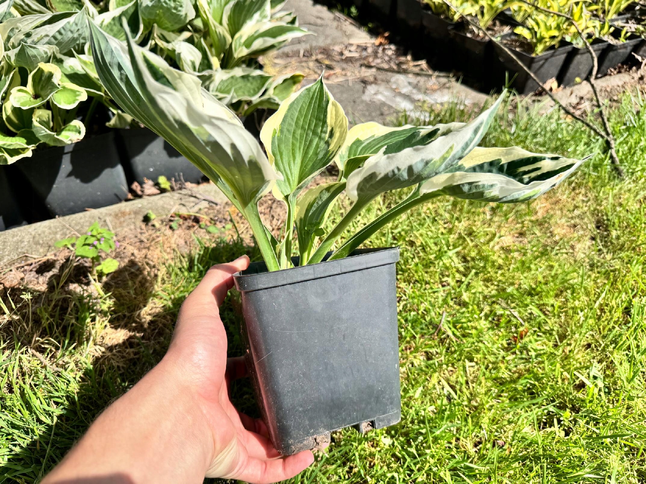 Funkia Hosta 'Minuteman' W DONICZCE, BIAŁO ZIELONE LIŚCIE Dekoracyjna