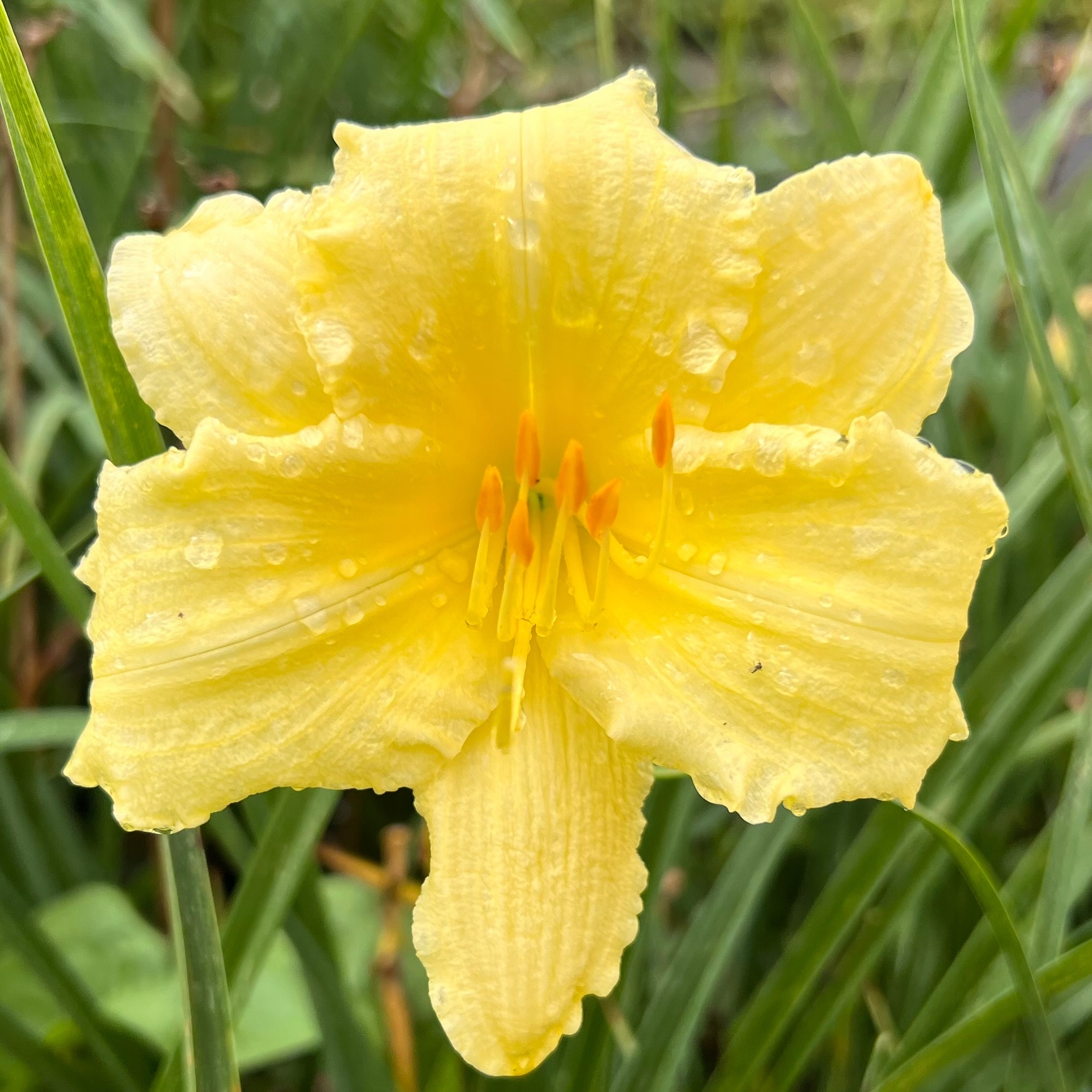 Liliowiec 'Fragrant Reflection' (Hemerocallis) P13
