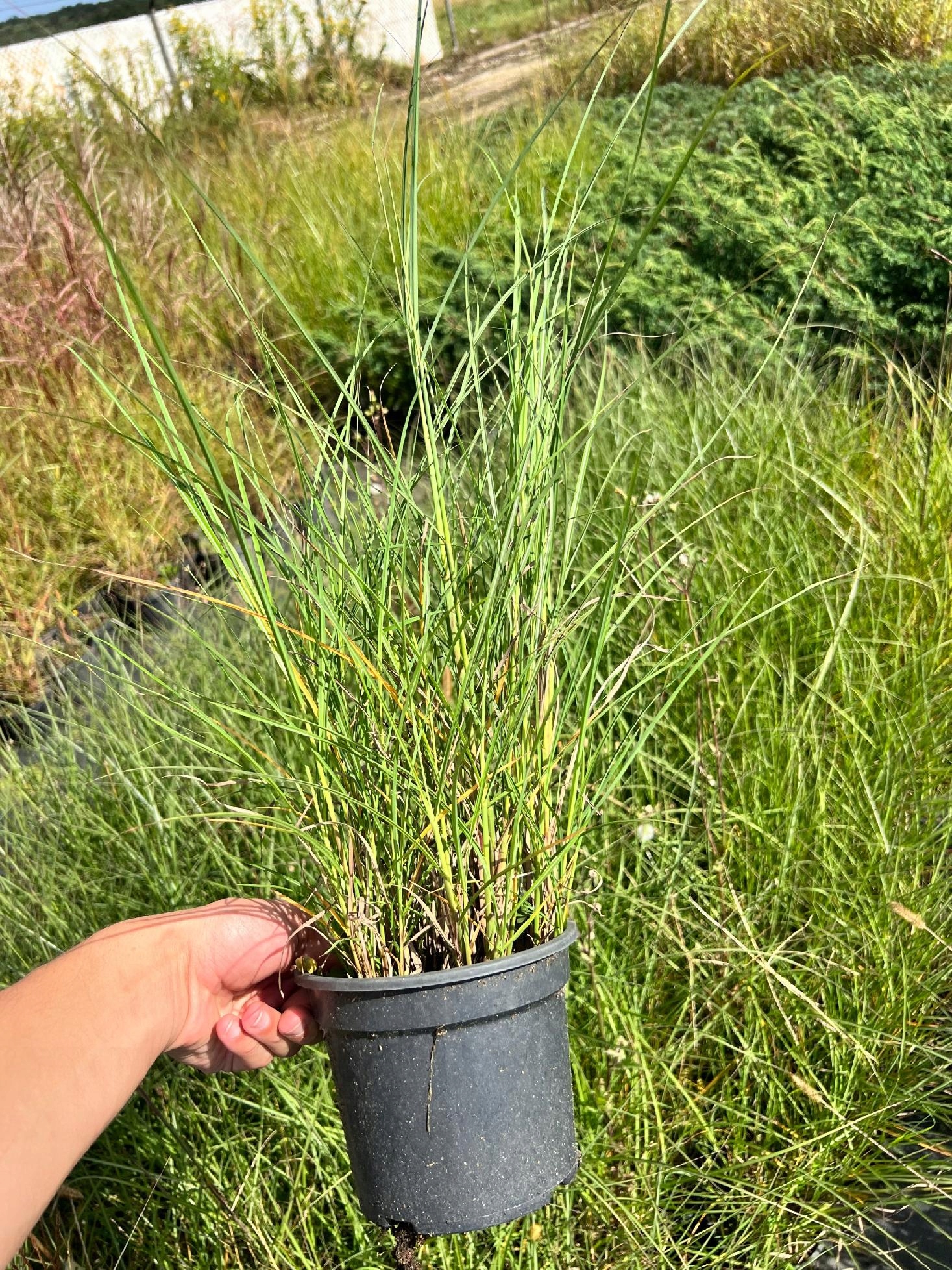 Miskant chiński 'Yakushima' (Miscanthus sinnesis)
