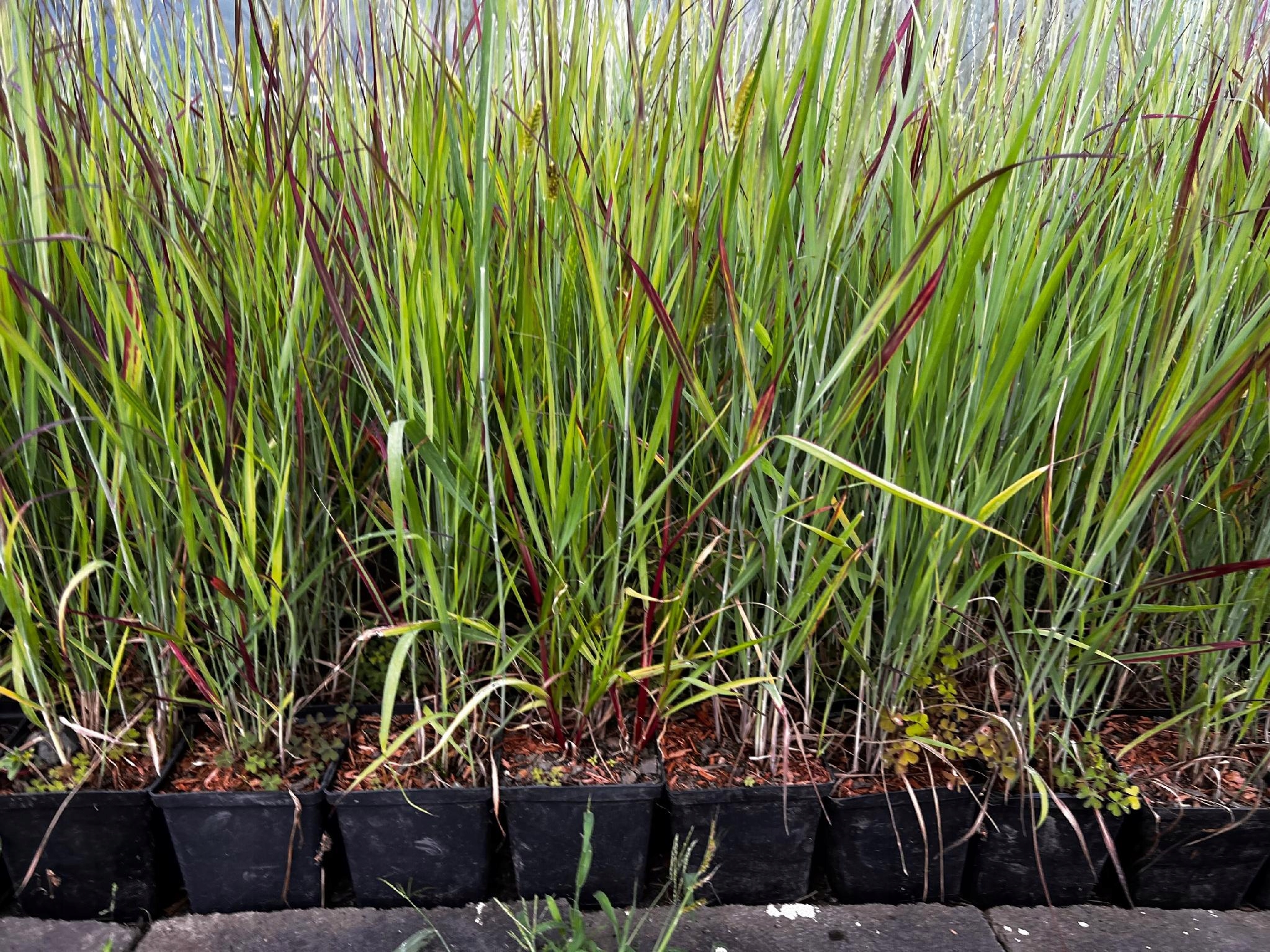 Proso rózgowate 'Sangria' Czerwona trawa (Panicum virgatum) Doniczka 2.0L