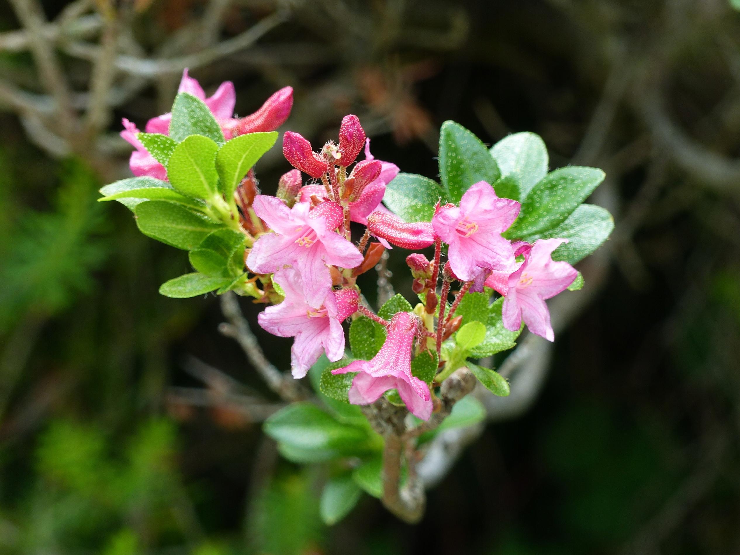 Różanecznik hirsutum x micranthum Różowy (Rhododendron) Doniczka 2.0L
