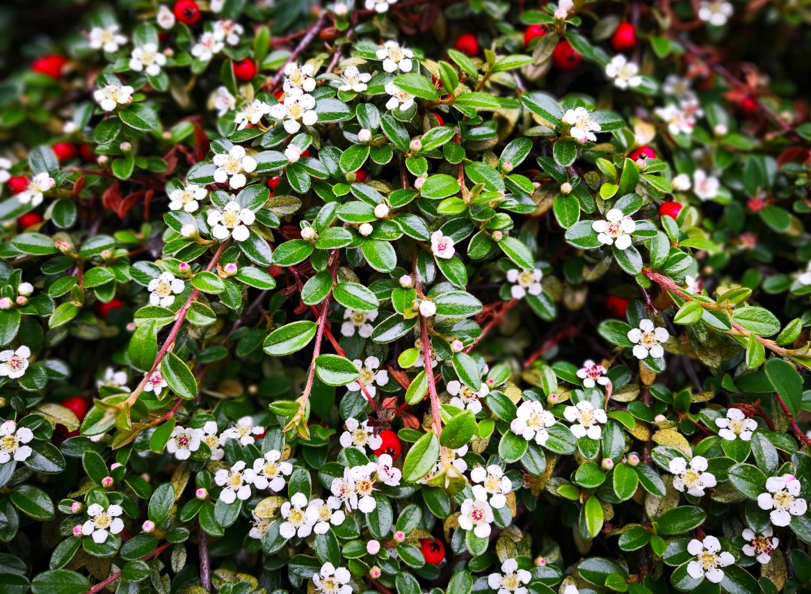 Irga płożąca Dammera 'Mooncreeper' (Cotoneaster dammeri) Doniczka 1.0L