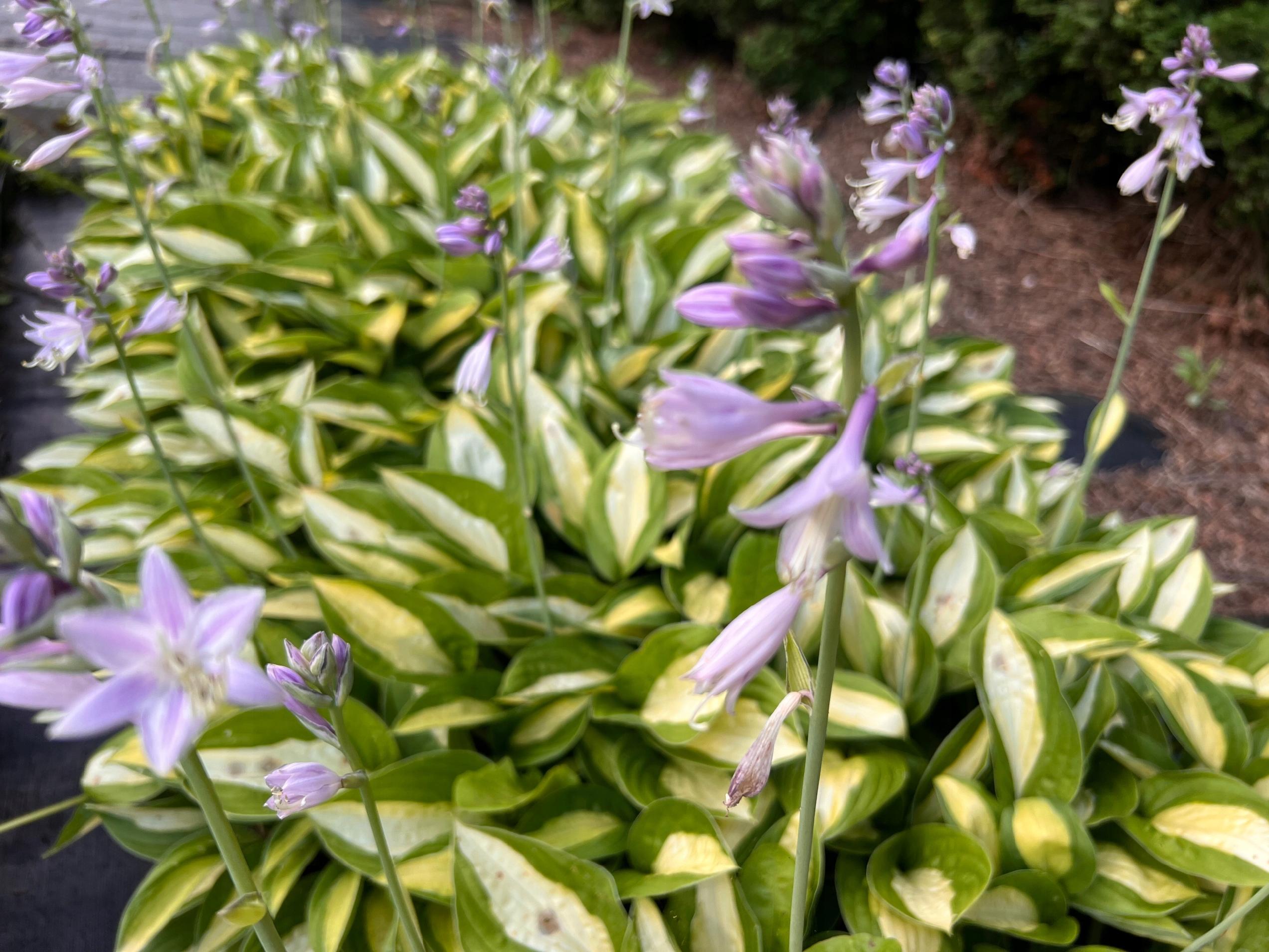 Funkia 'Striptease' (Hosta) P13