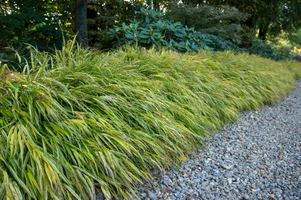 Hakonechloa smukła 'Aureola' (Hakonechloa macra) Doniczka 1.0L