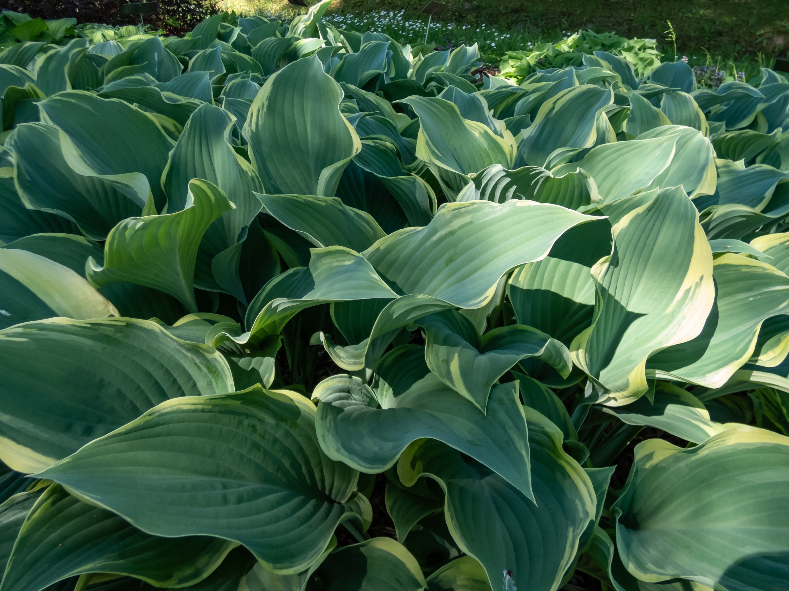 Funkia Hosta 'Regal Splendor' W DONICZCE 5.0L, OGROMNE LIŚCIE