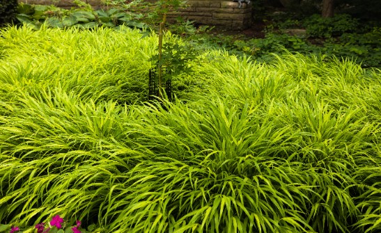 Hakonechloa smukła 'All Gold' (Hakonechloa macra) Doniczka 1.0L