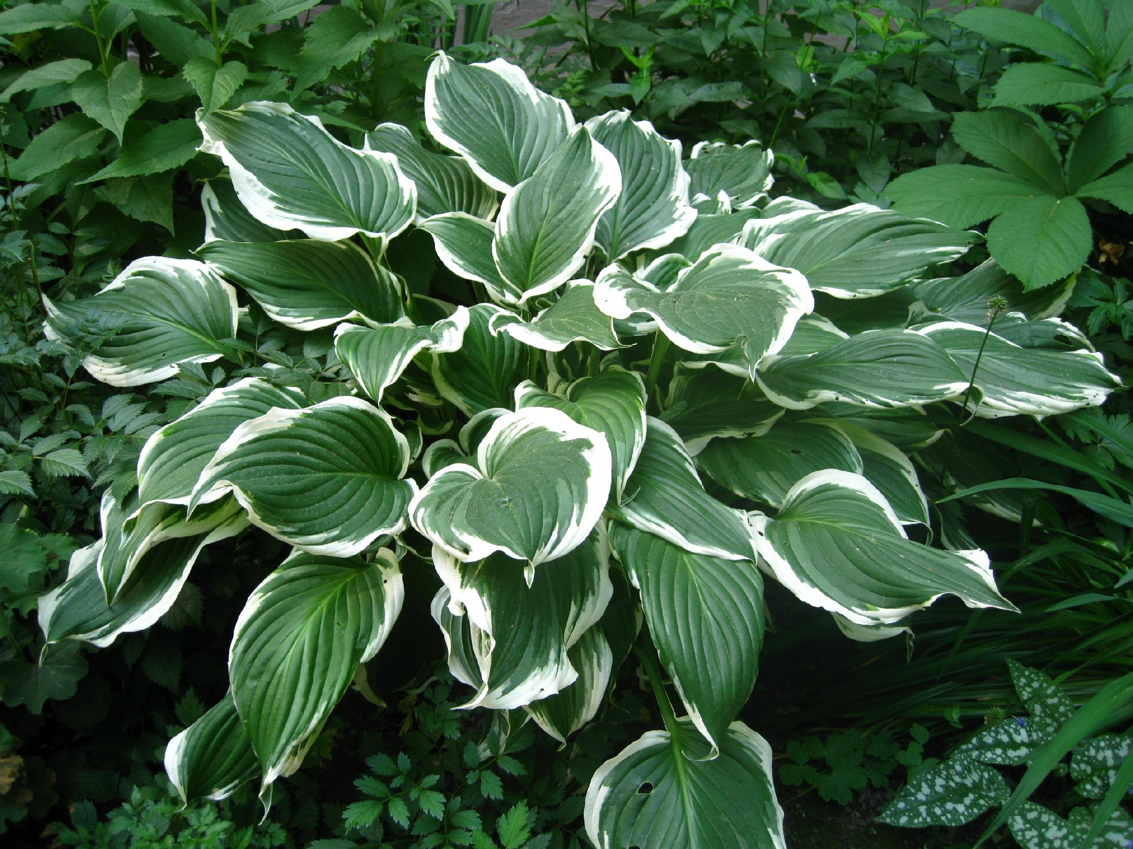 Funkia Hosta 'Crispula' Doniczka 2.0L