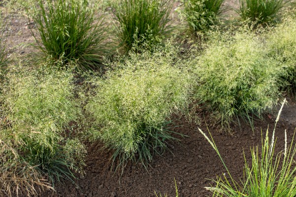 Śmiałek darniowy 'Palava' Rabata Skalniak (Deschampsia caespitosa)  1.0L