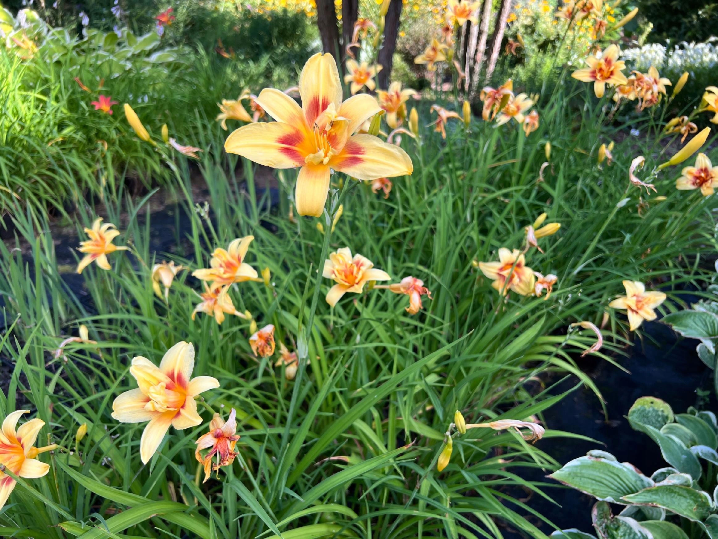 Liliowiec 'Double Happiness' (Hemerocallis) P13